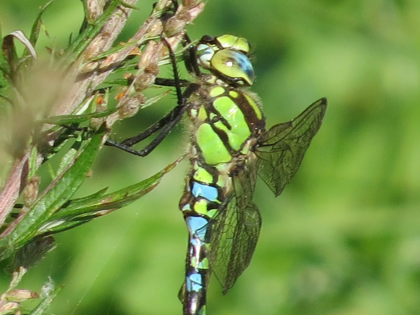 Southern Hawker, Sweden — photo by Adam Prugel-Bennett