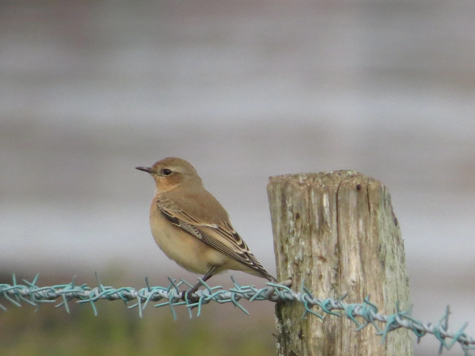 Northern Wheatear — photo by Adam Prugel-Bennett