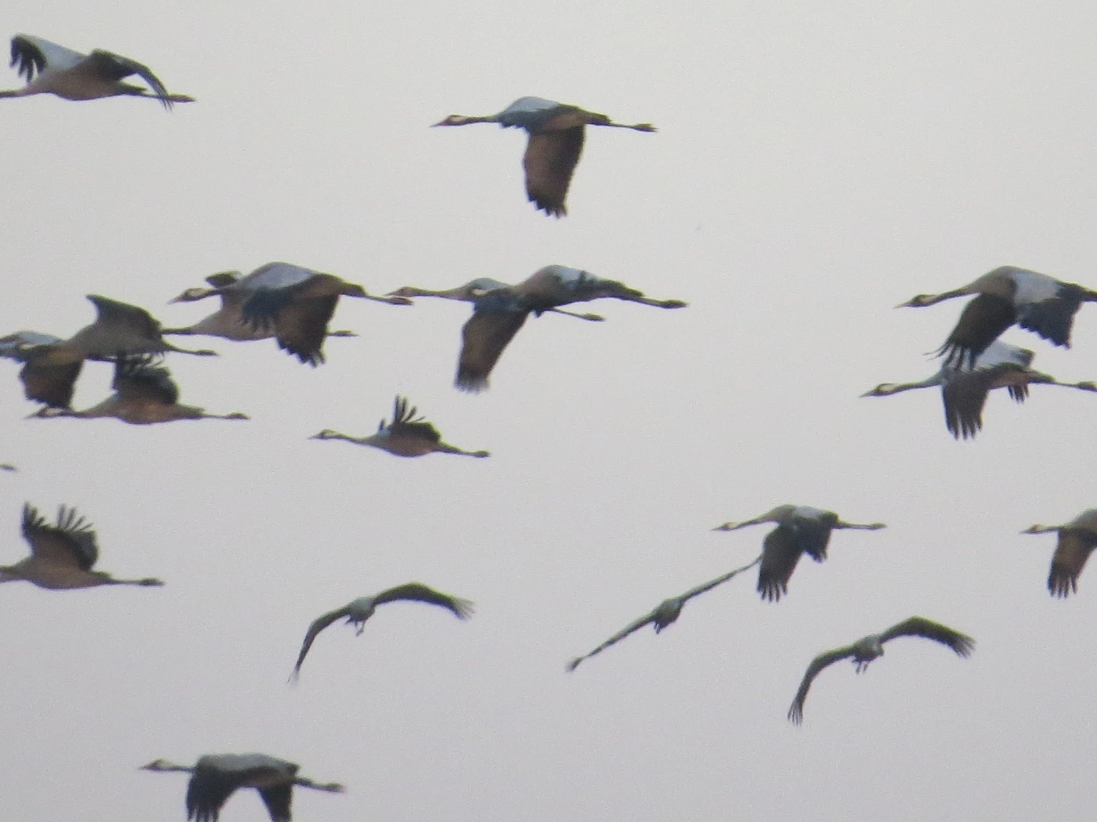 Common Crane flock, Sweden — photo by Adam Prugel-Bennett