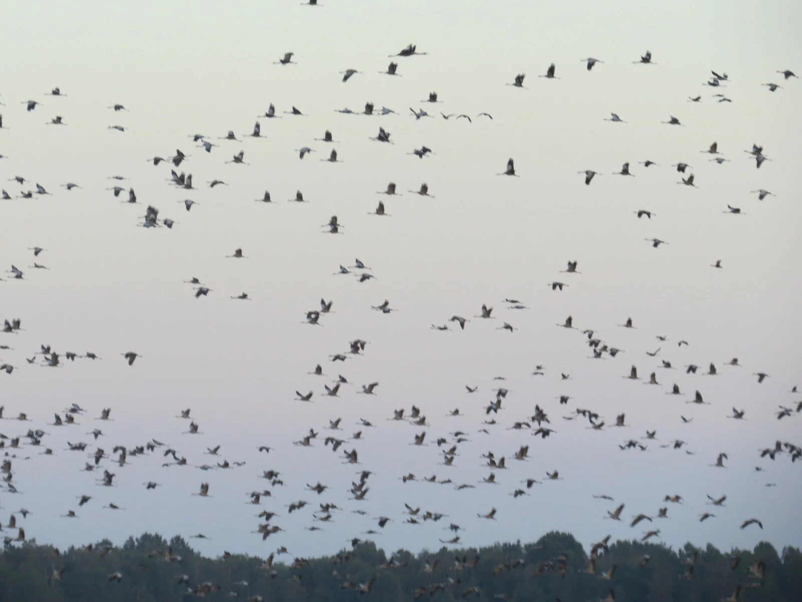 Flock of common cranes, Sweden — photo by Adam Prugel-Bennett