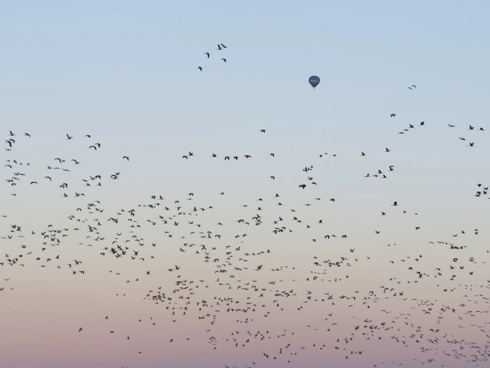 Flock of common cranes and hot air balloon, Sweden — photo by Adam Prugel-Bennett