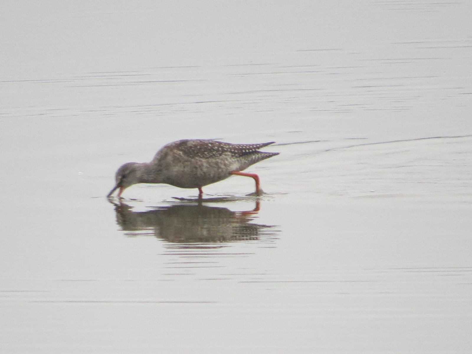 Spotted Redshank, Sweden — photo by Adam Prugel-Bennett