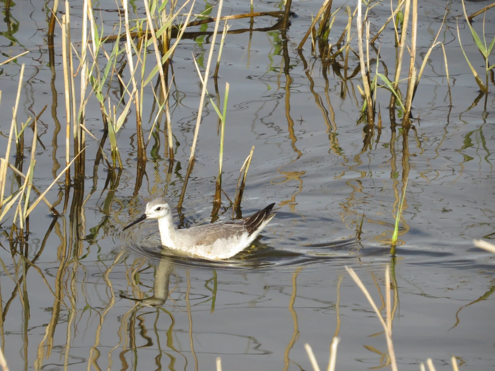 Red phalarope, Lymington, Hampshire, UK — photo by Adam Prugel-Bennett