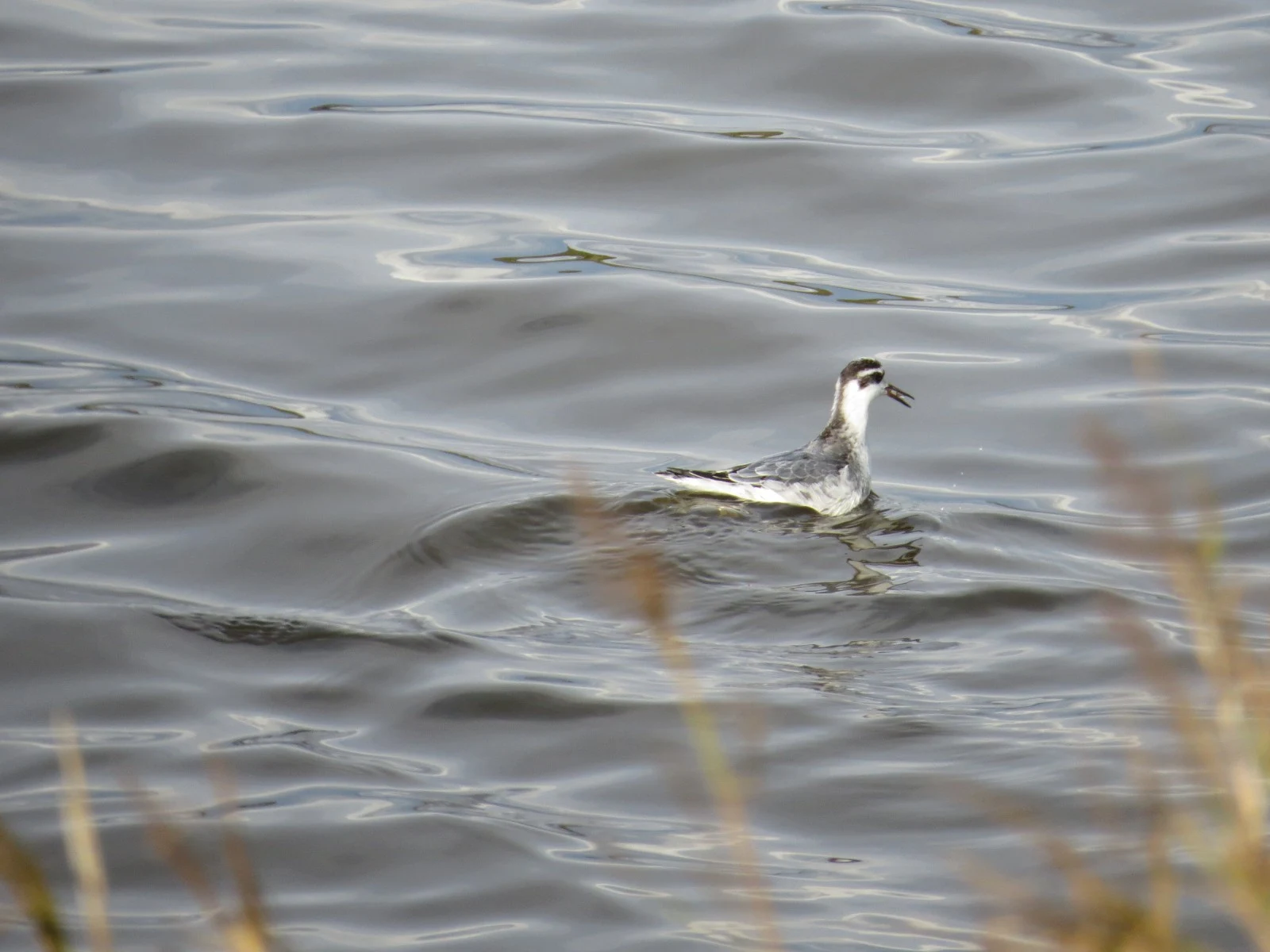 Red Phalarope, Lymington, Hampshire, UK — photo by Adam Prugel-Bennett