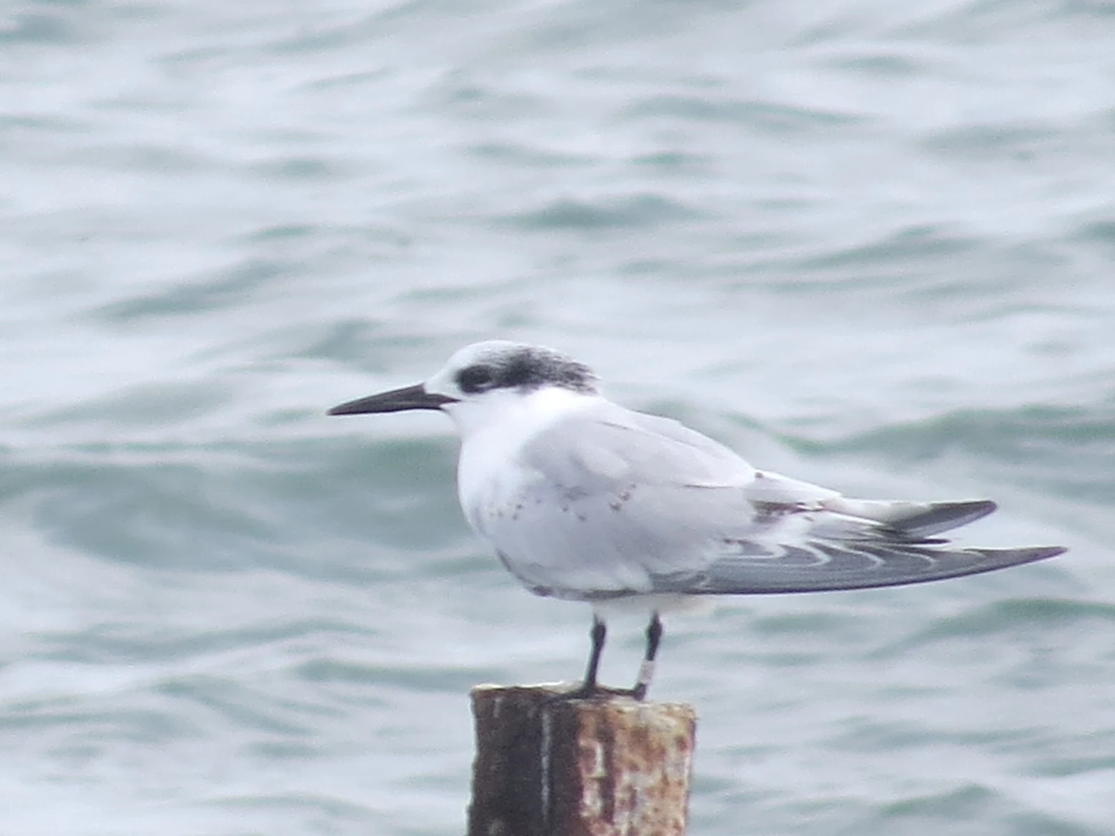Juvenile Sandwich Tern, UK — photo by Adam Prugel-Bennett