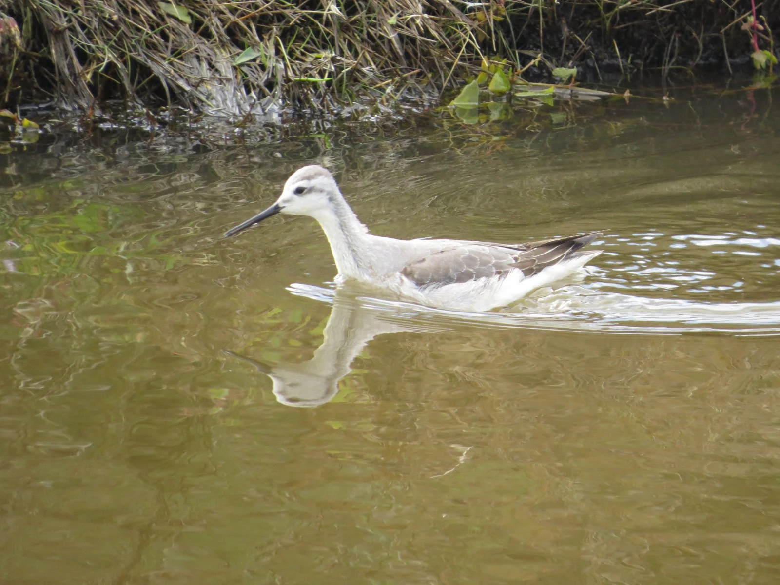 Wilson's phalarope, Lymington, Hampshire, UK — photo by Adam Prugel-Bennett