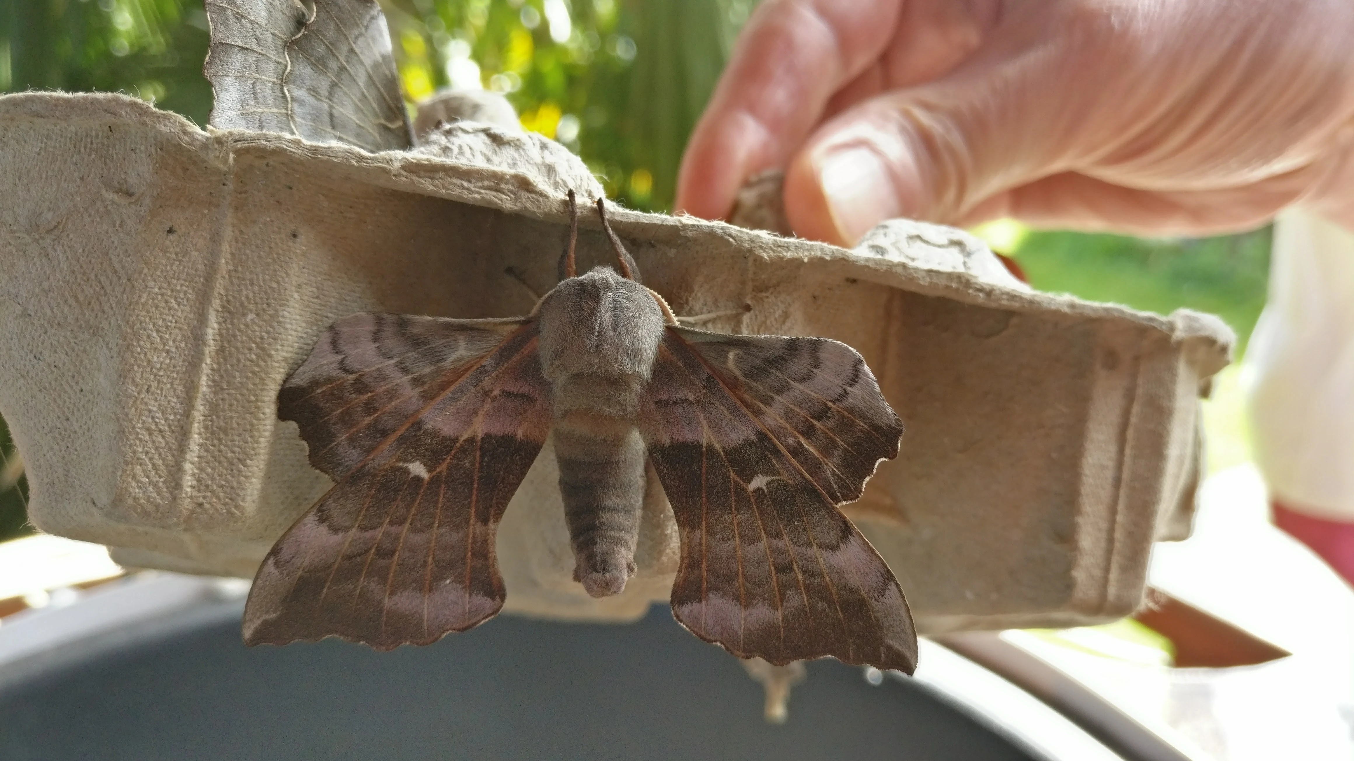 Poplar Hawk-moth, Eling, Hampshire, UK — photo by Adam Prugel-Bennett