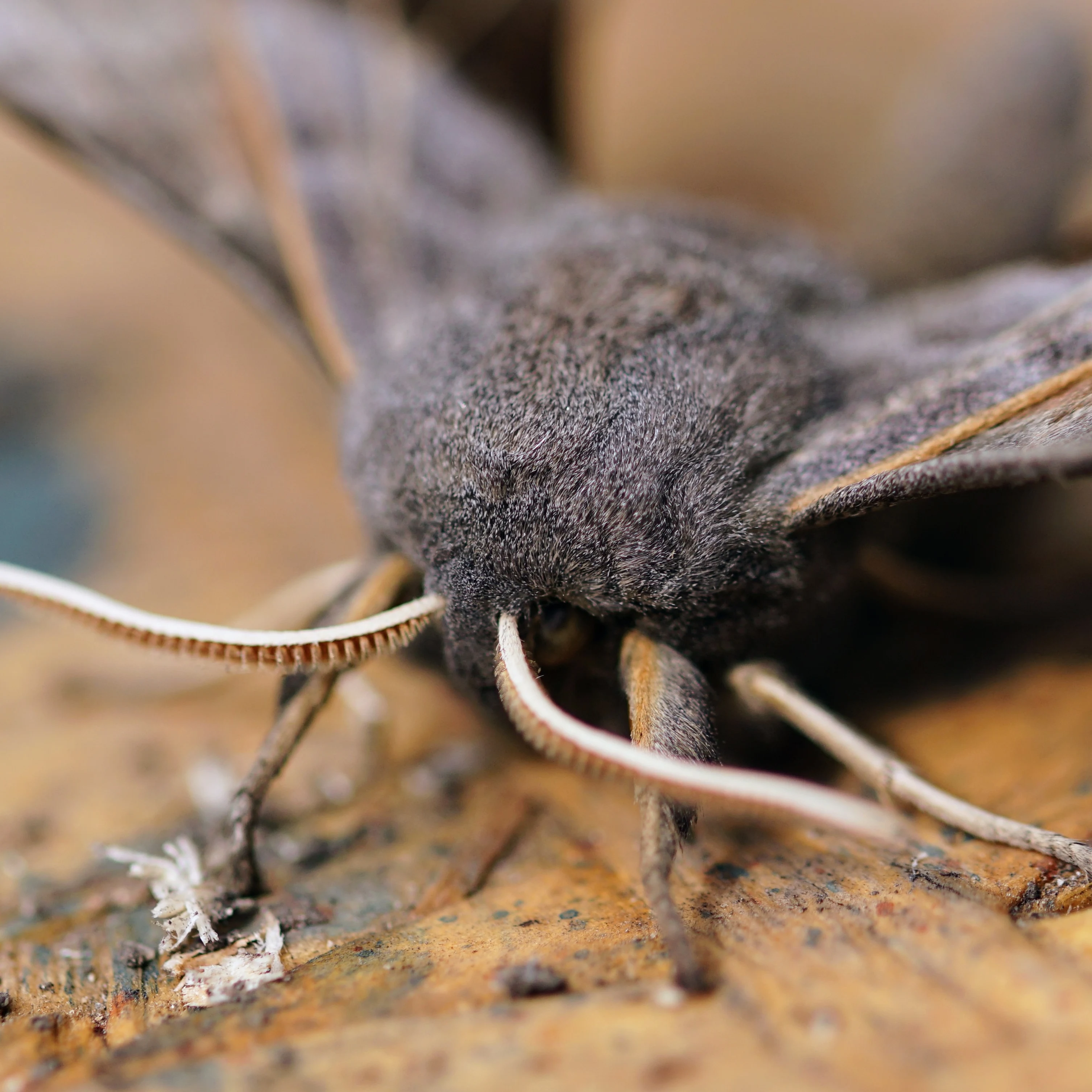Poplar Hawk-moth — photo by Adam Prugel-Bennett