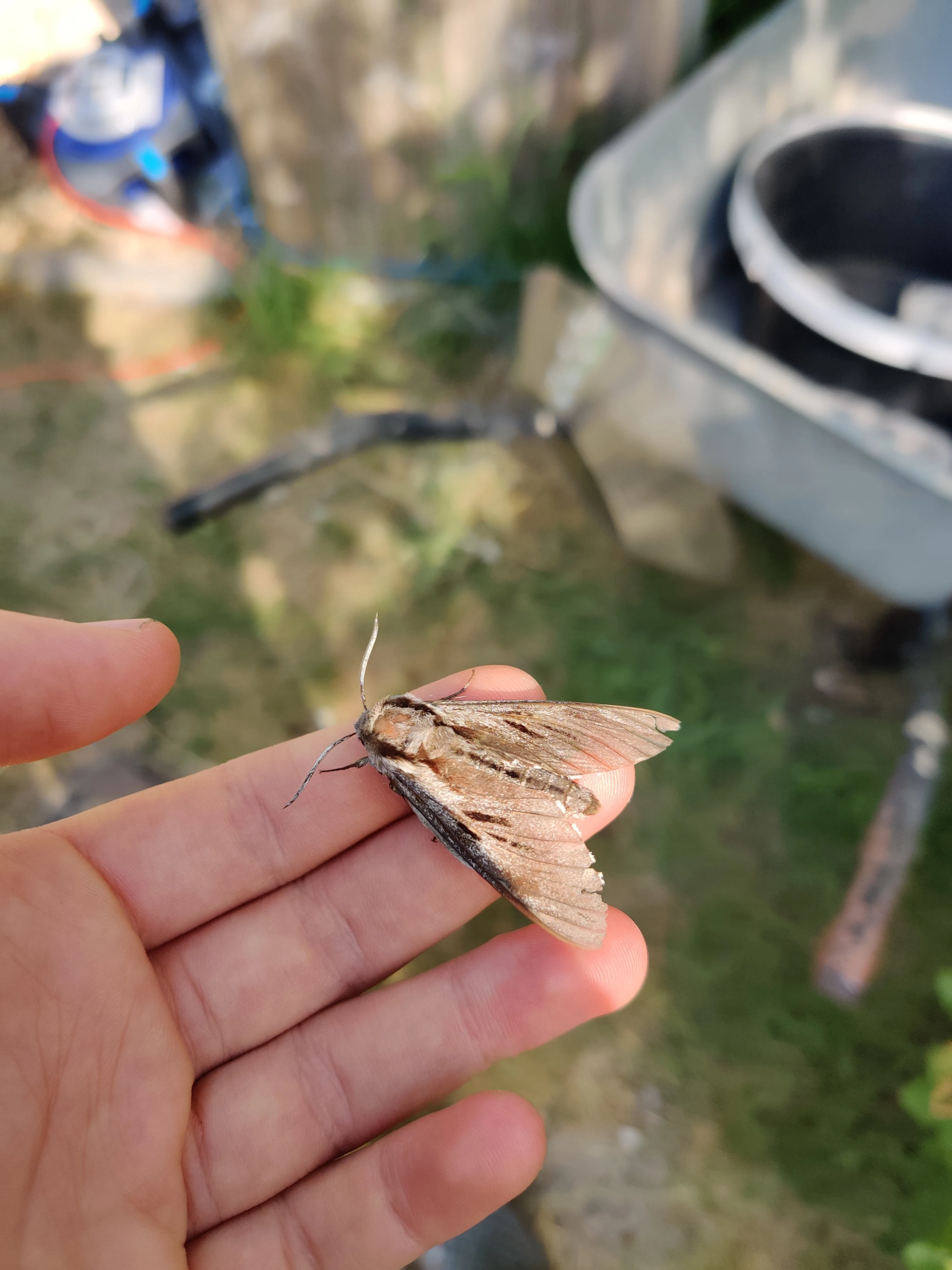 Buff-tip Moth — photo by Adam Prugel-Bennett
