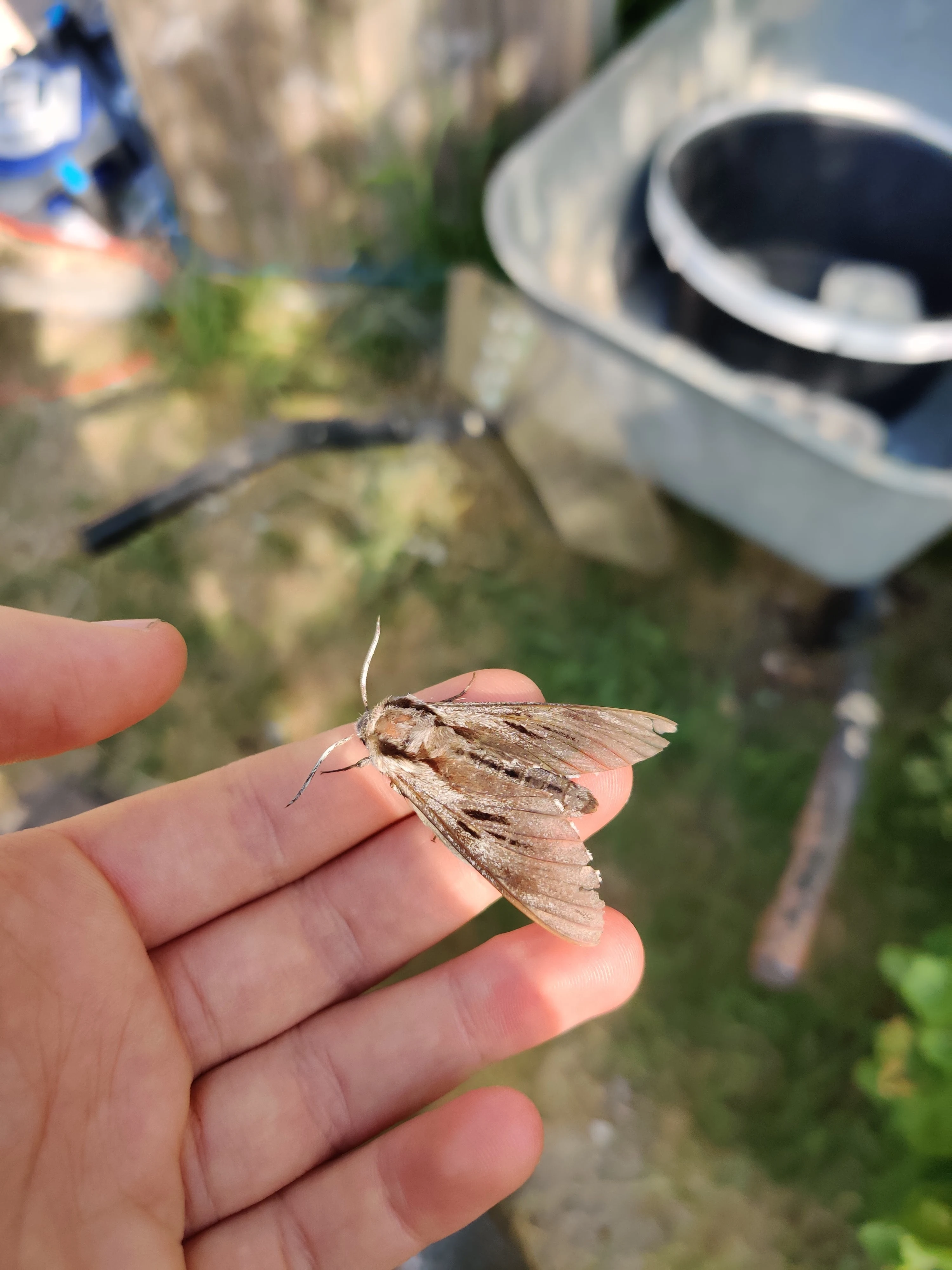 Poplar Hawk-moth — photo by Adam Prugel-Bennett