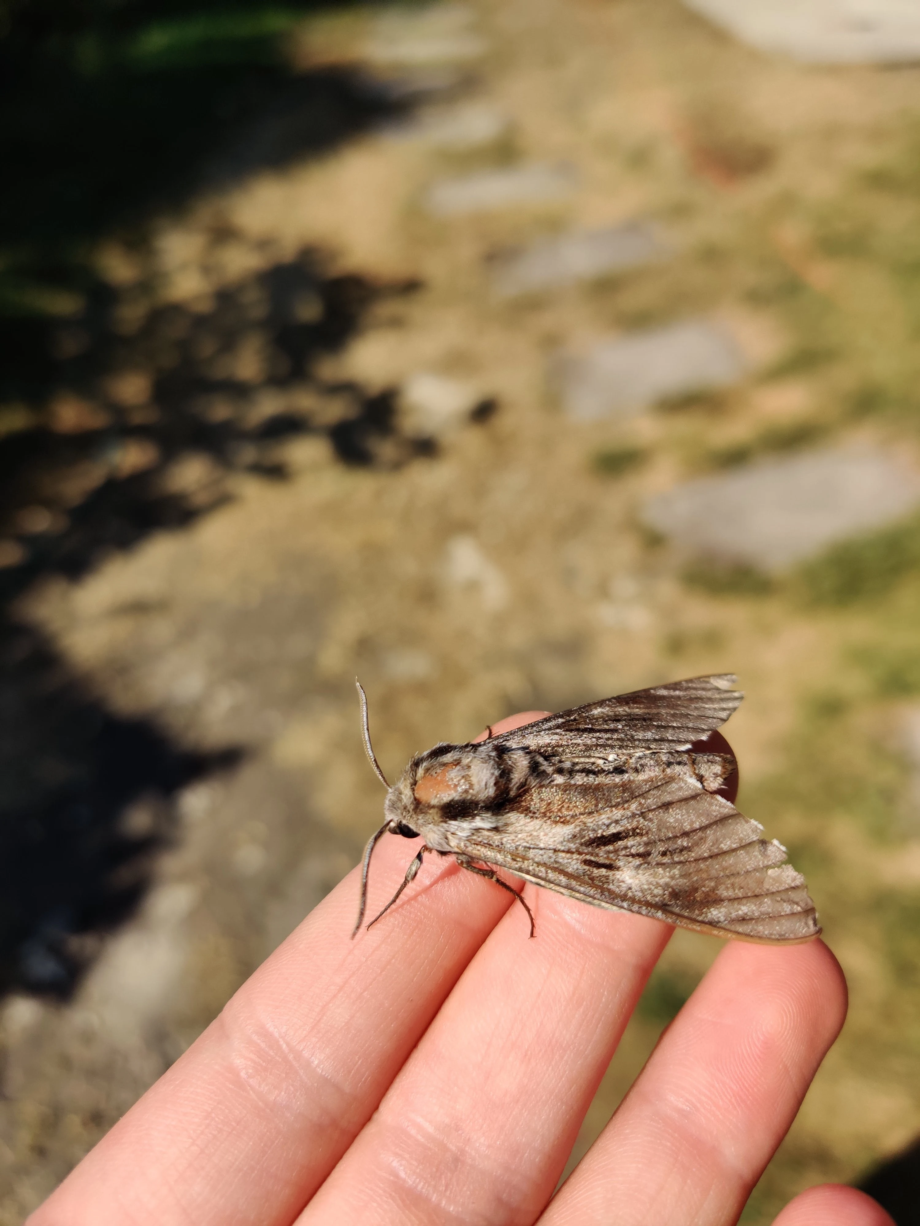 Poplar Hawk-moth — photo by Adam Prugel-Bennett