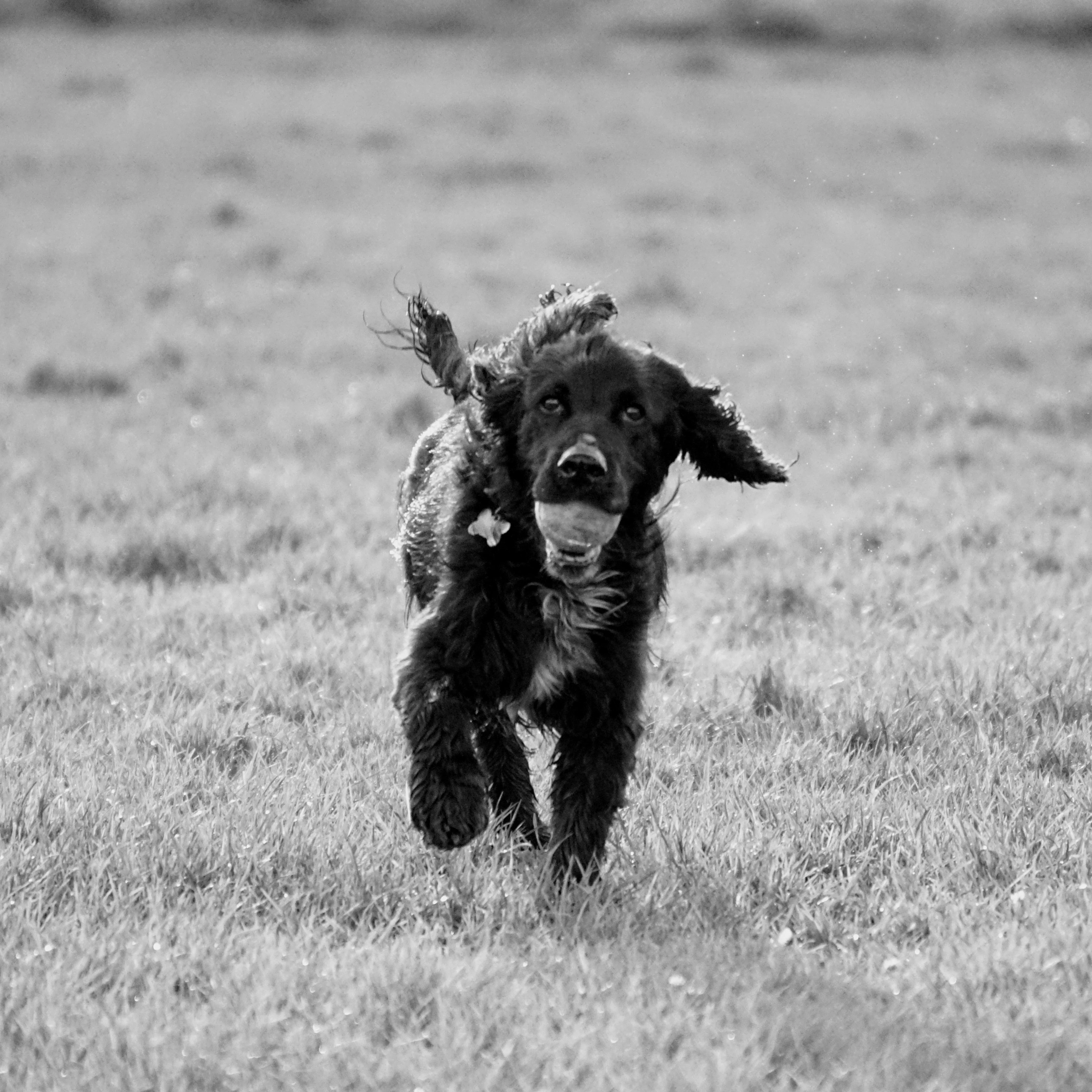 Fresco running with tennis ball — photo by Adam Prugel-Bennett
