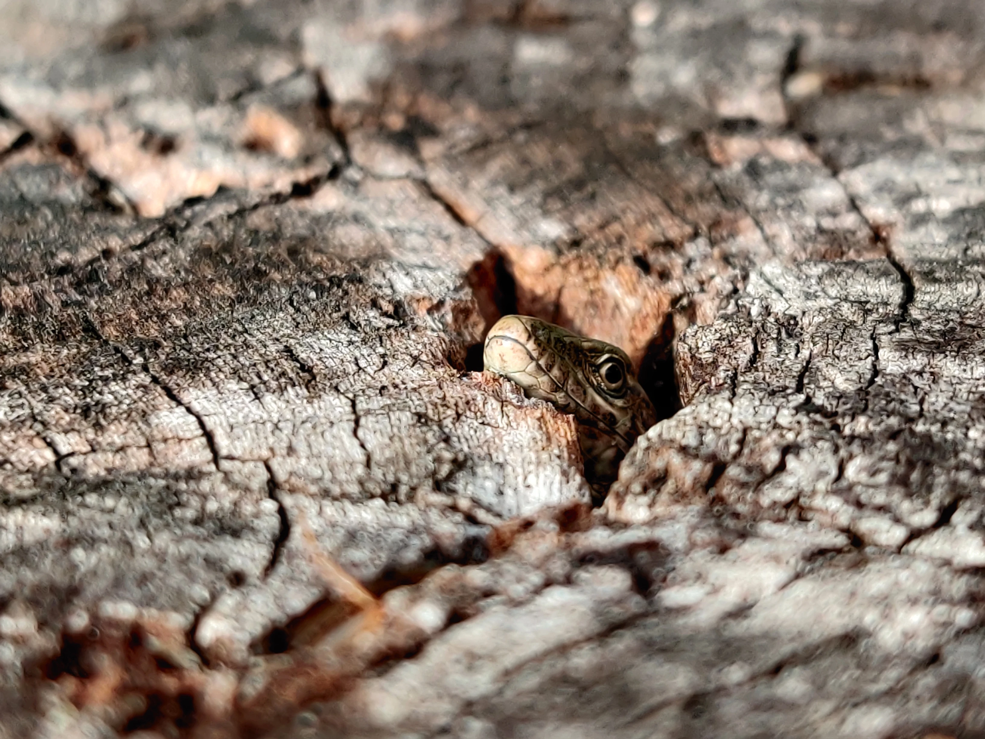 Lizard peeking from tree bark — photo by Adam Prugel-Bennett