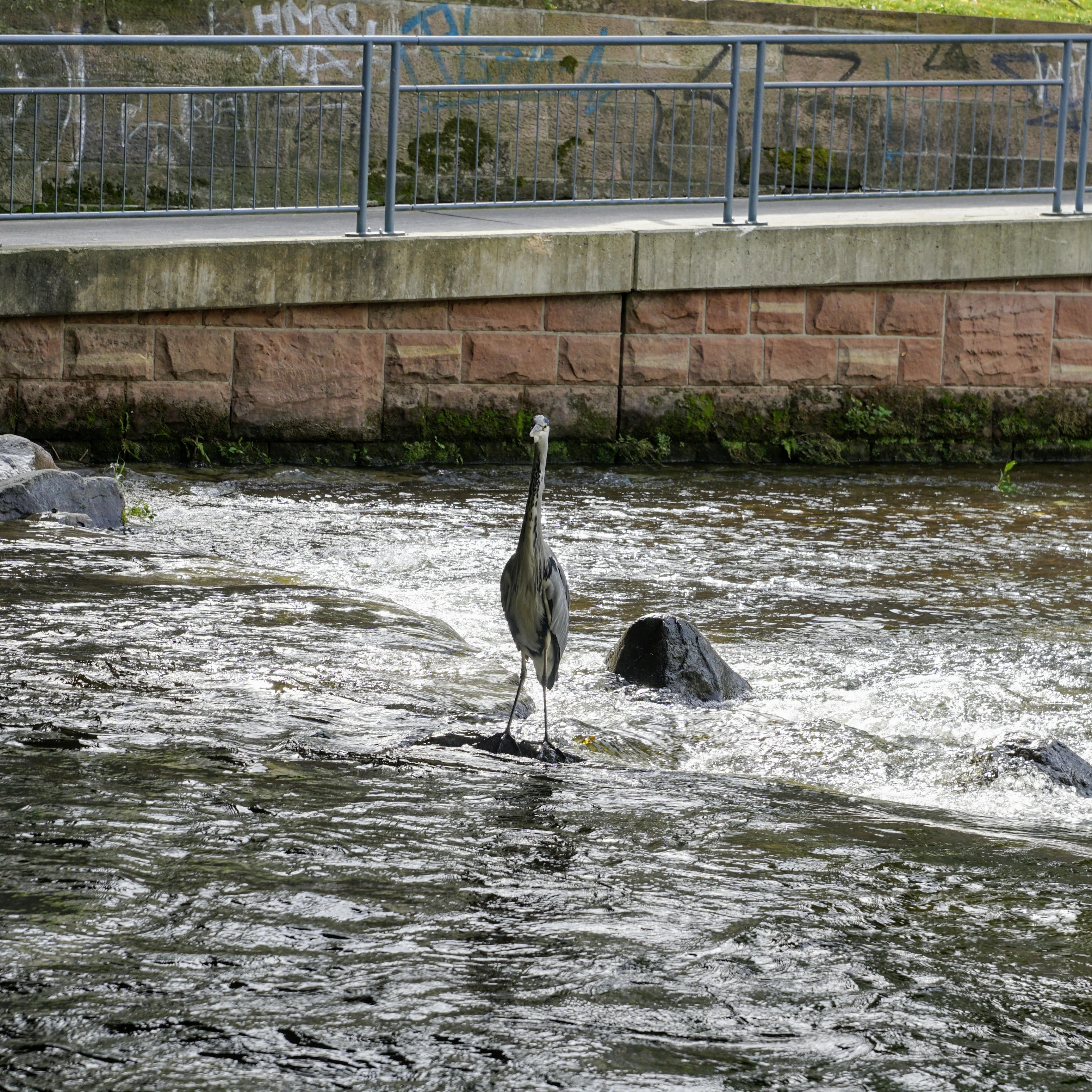 Grey Heron — photo by Adam Prugel-Bennett