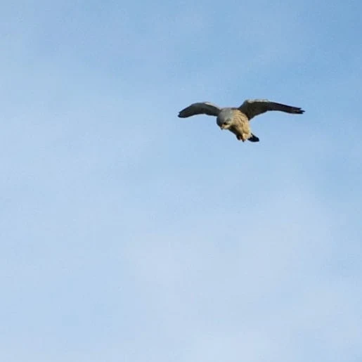 Kestrel — photo by Adam Prugel-Bennett