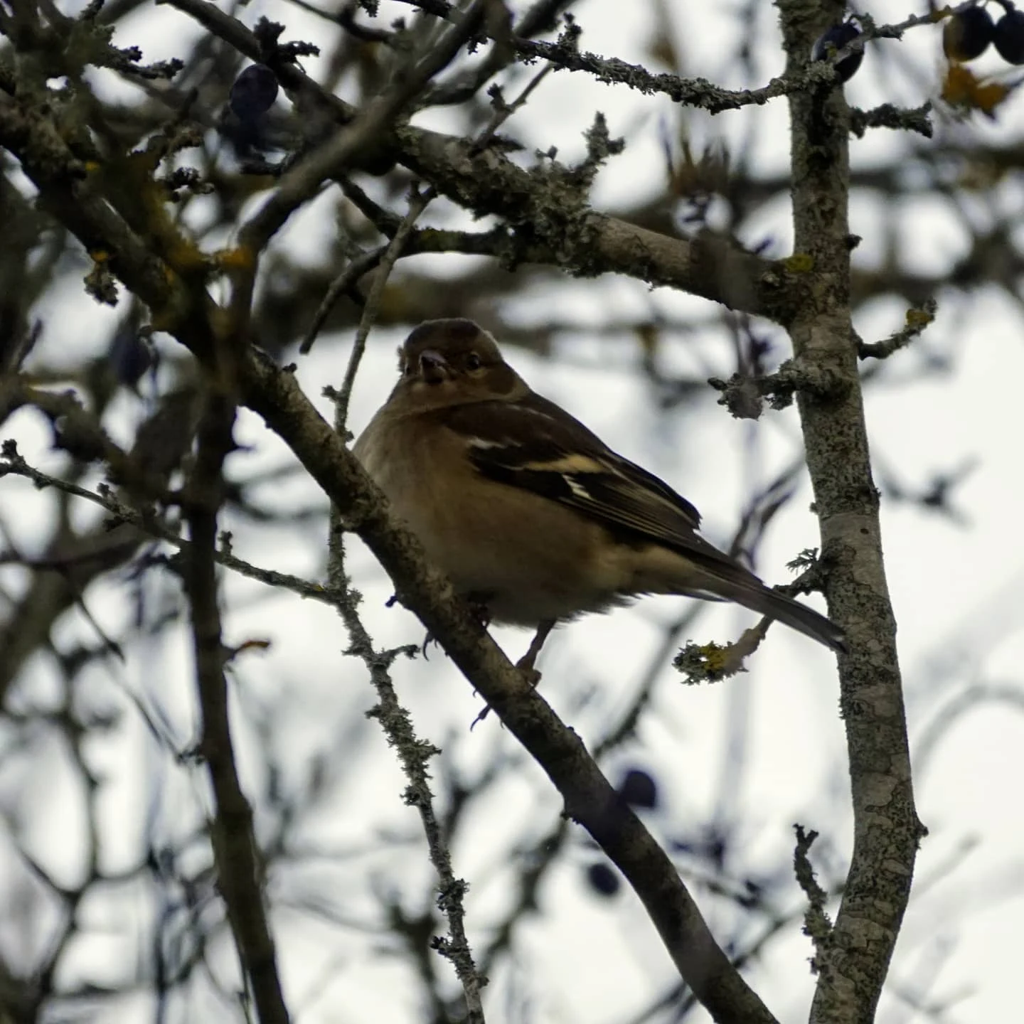 Chaffinch — photo by Adam Prugel-Bennett