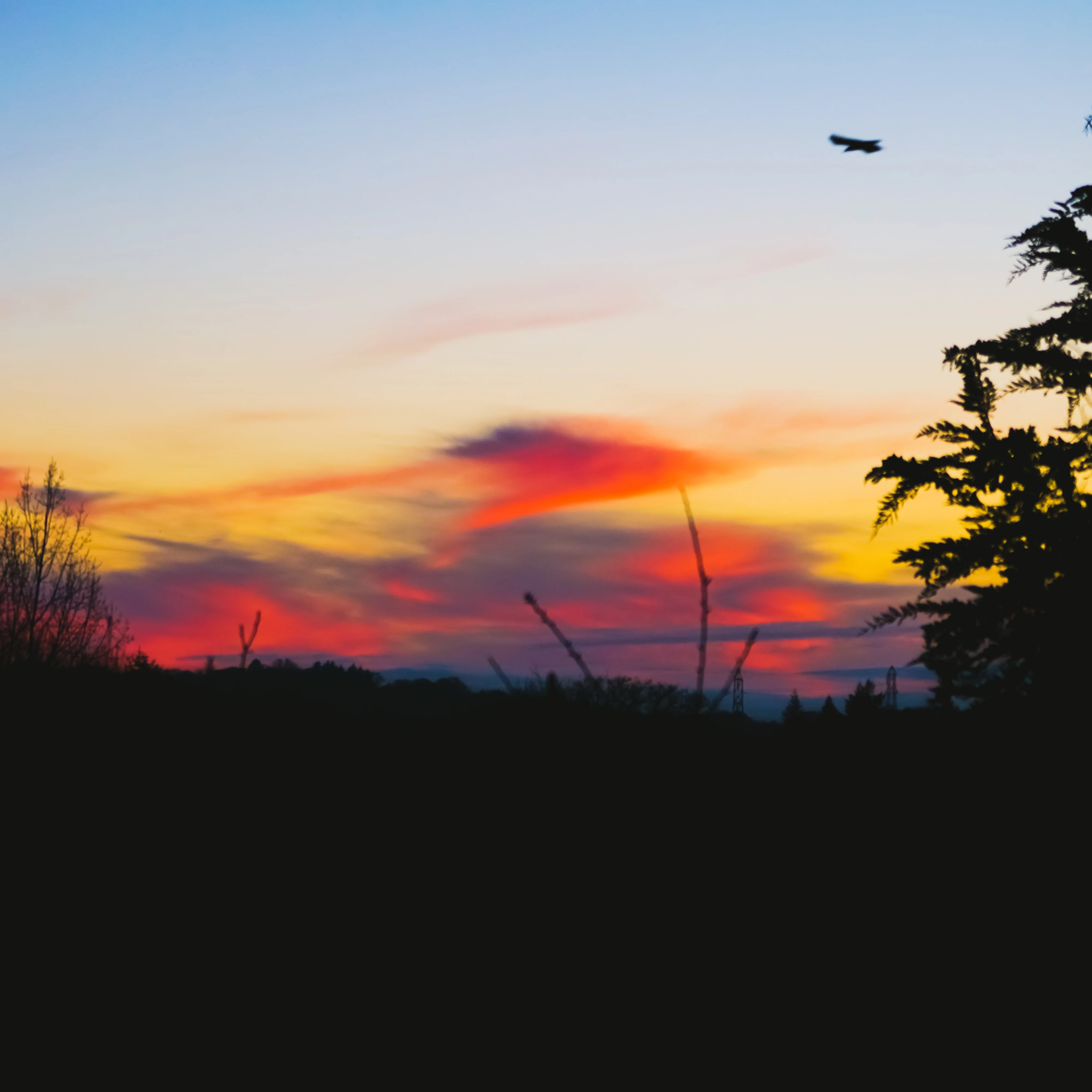 Bird flying at sunset — photo by Adam Prugel-Bennett