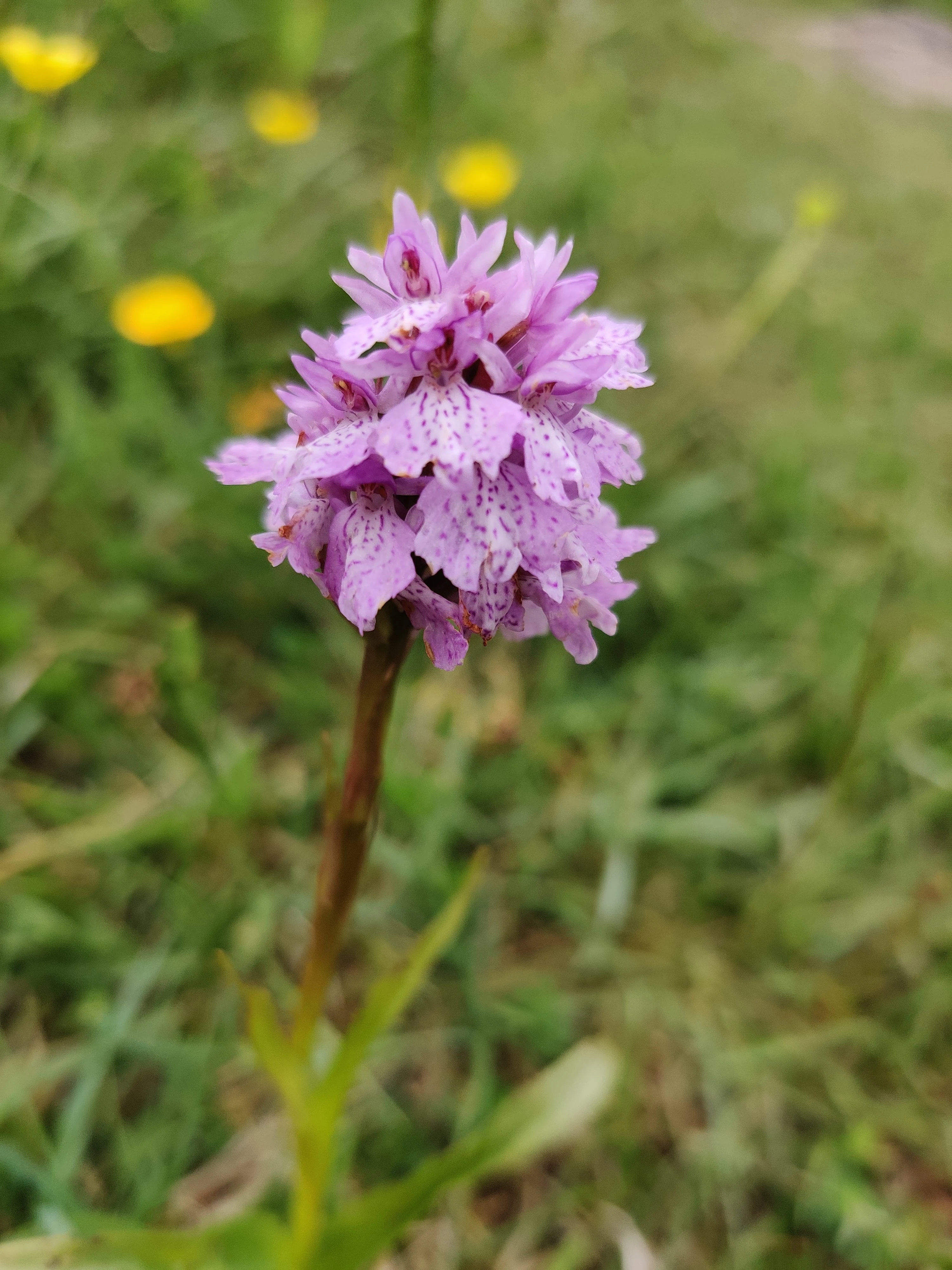 Common Spotted Orchid — photo by Adam Prugel-Bennett