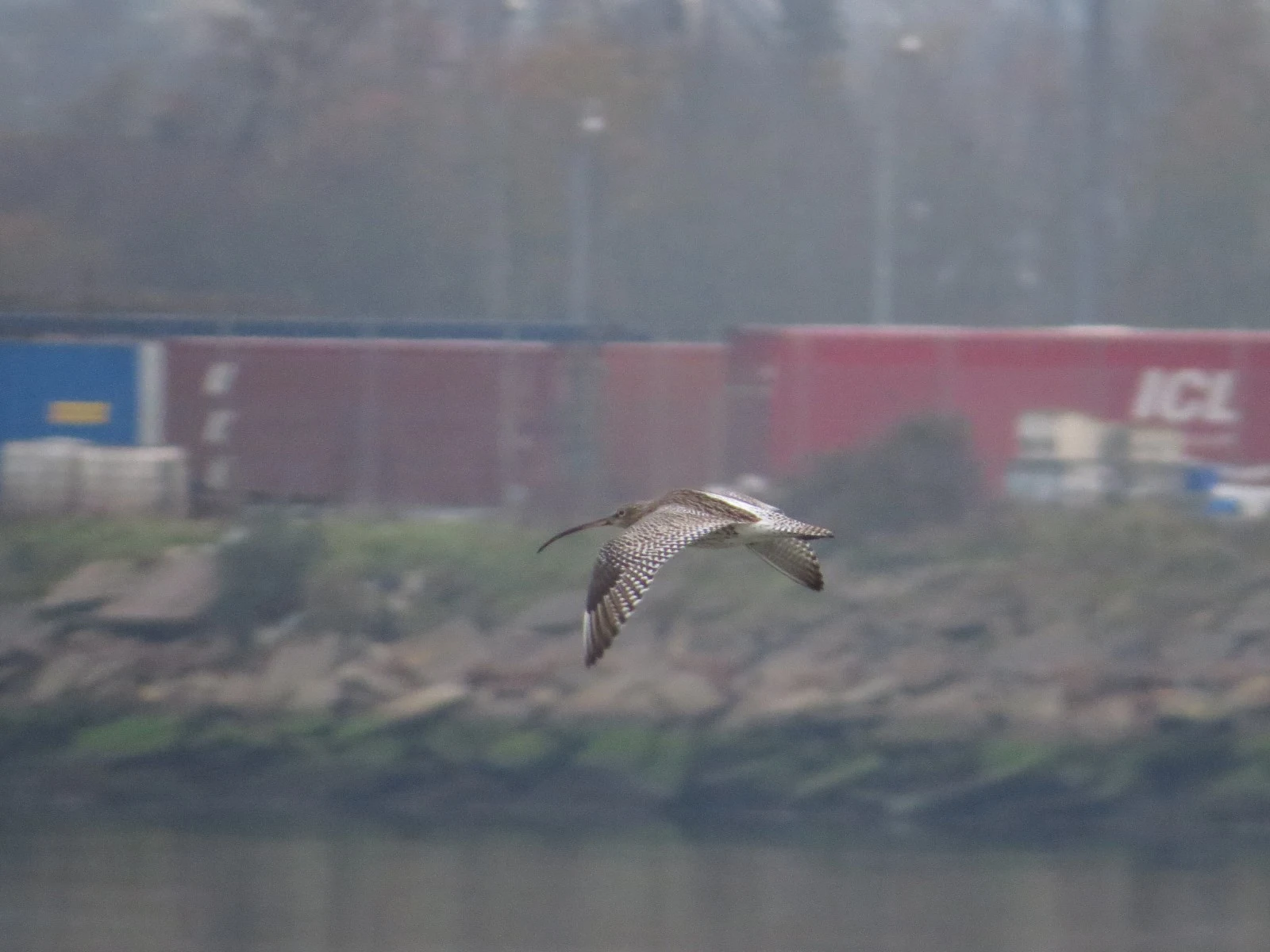 Eurasian Curlew — photo by Adam Prugel-Bennett