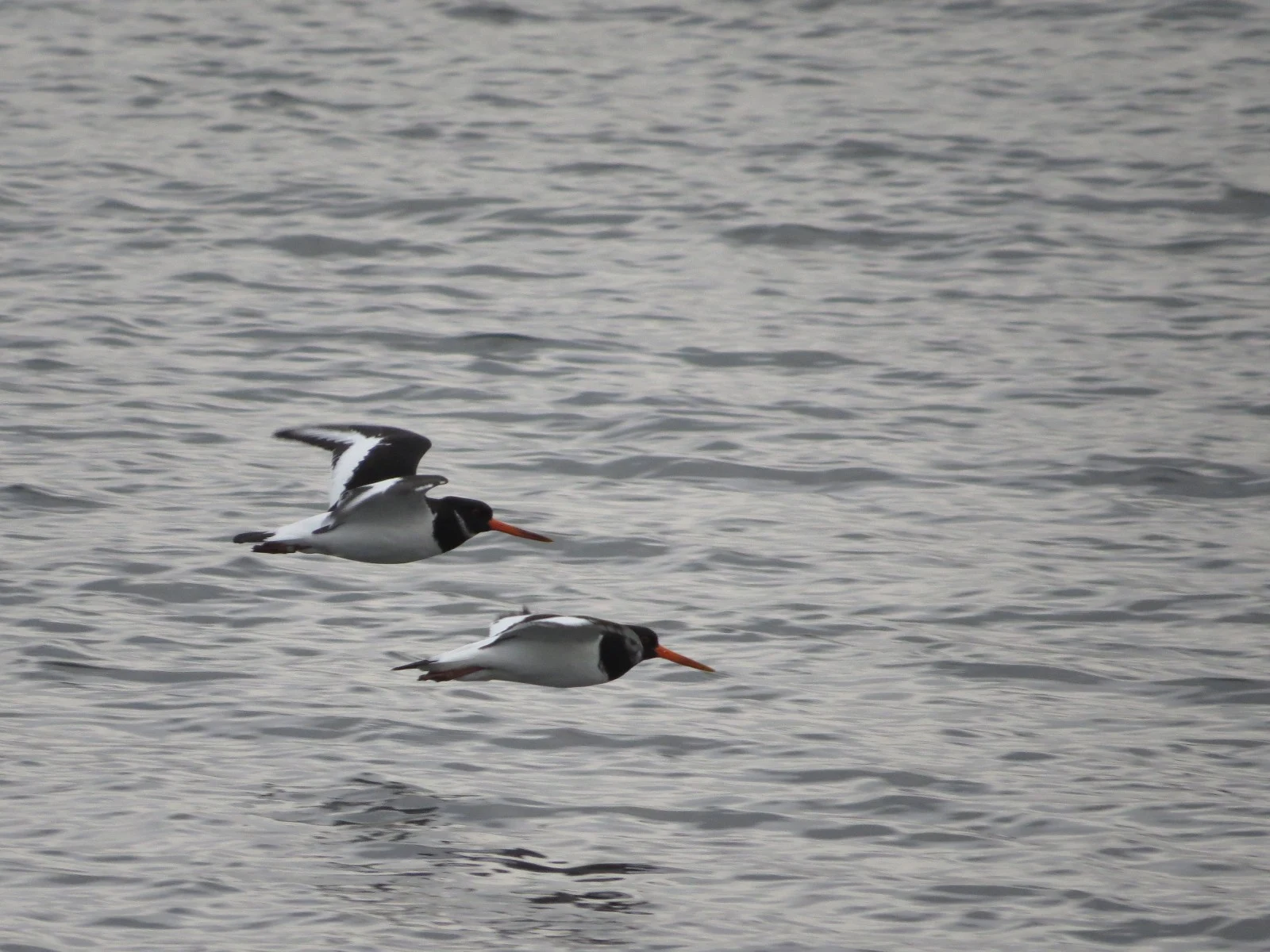 Eurasian Oystercatchers — photo by Adam Prugel-Bennett
