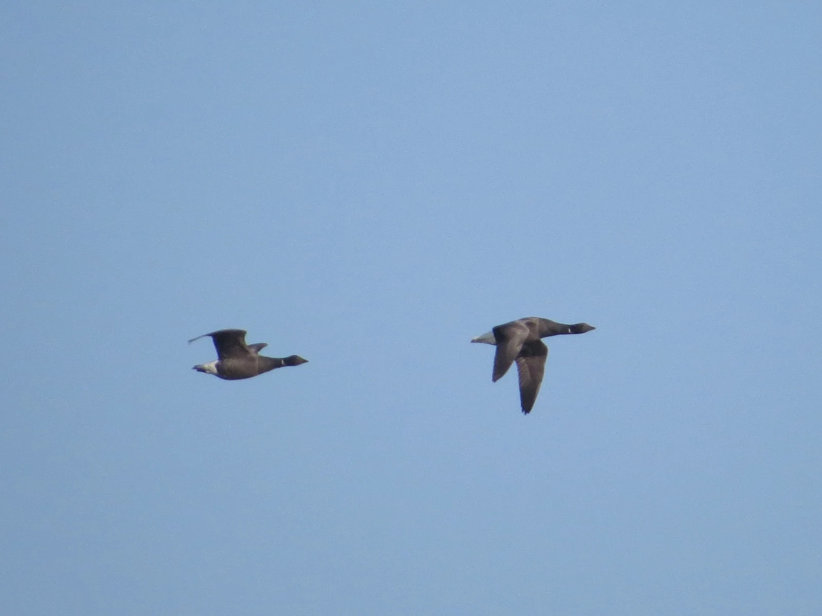 Brent Geese — photo by Adam Prugel-Bennett