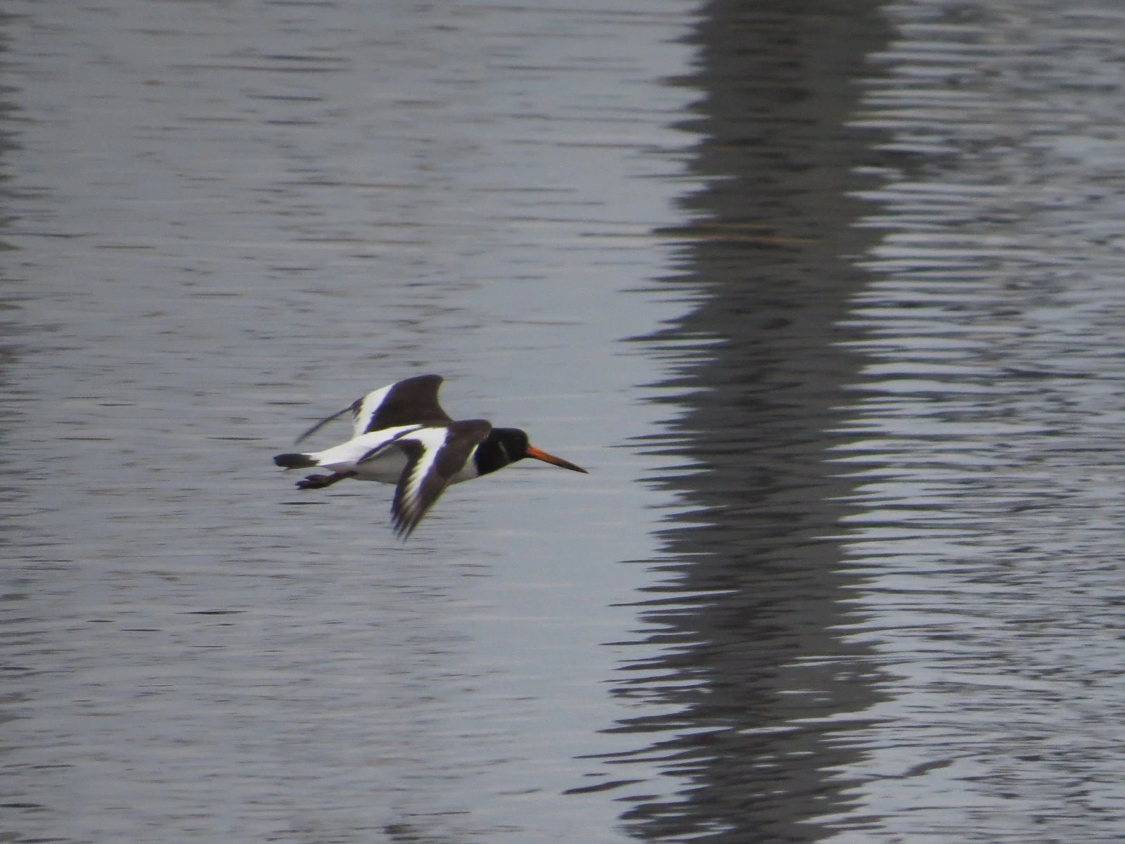 Eurasian Oystercatcher — photo by Adam Prugel-Bennett