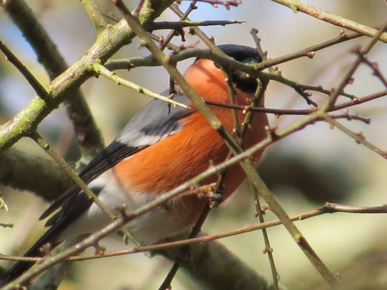 Eurasian Bullfinch, UK — photo by Adam Prugel-Bennett