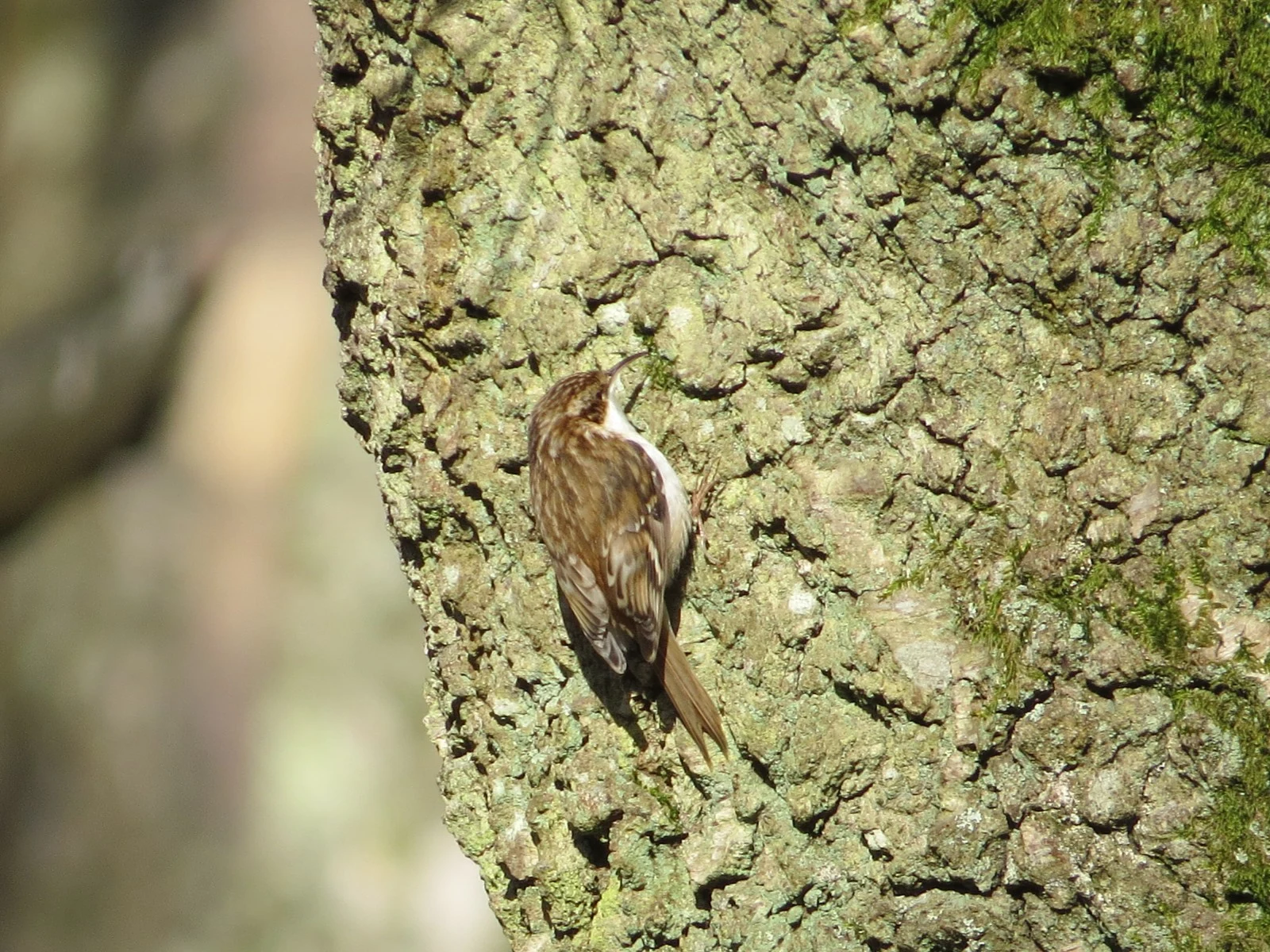 Treecreeper, UK — photo by Adam Prugel-Bennett