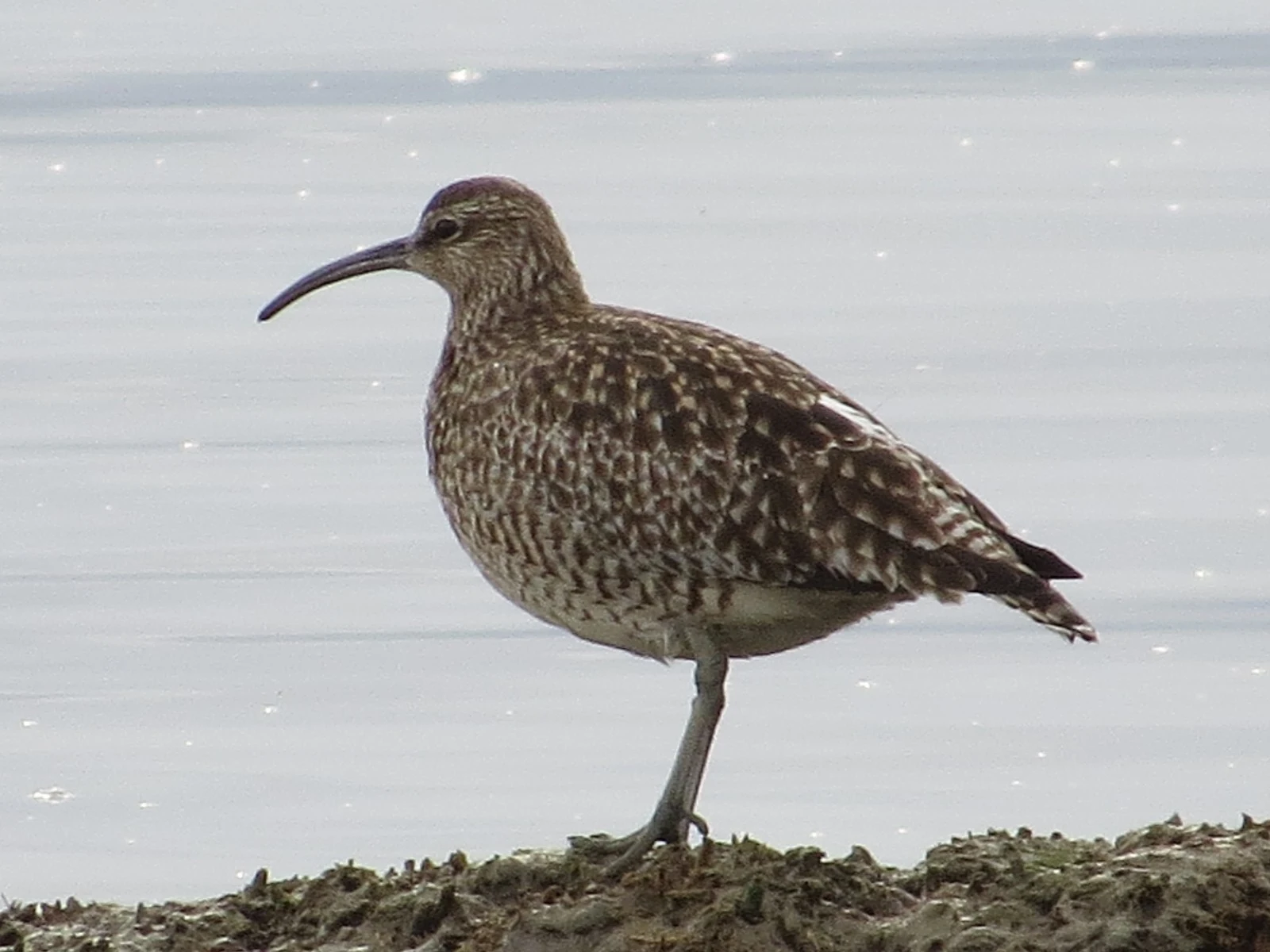 Whimbrel, Eling Great Marsh, Hampshire, UK — photo by Adam Prugel-Bennett