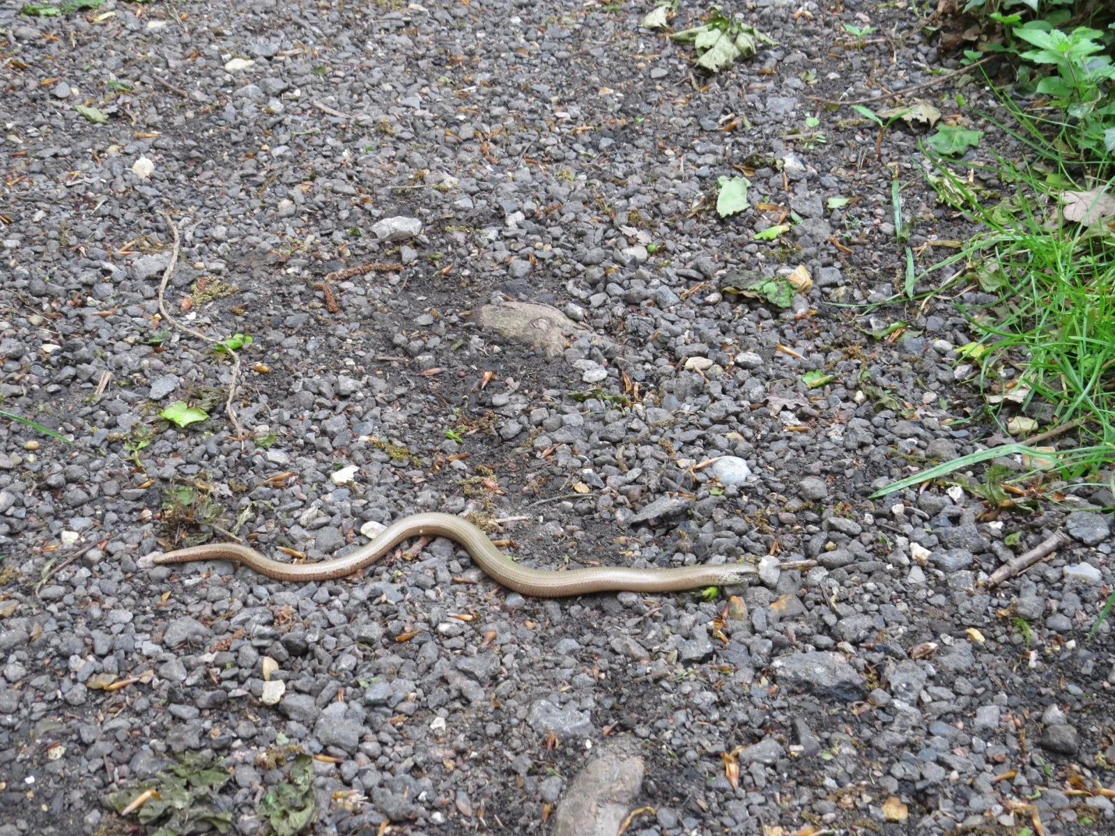 Slow Worm, Eling Great Marsh, Hampshire, UK — photo by Adam Prugel-Bennett