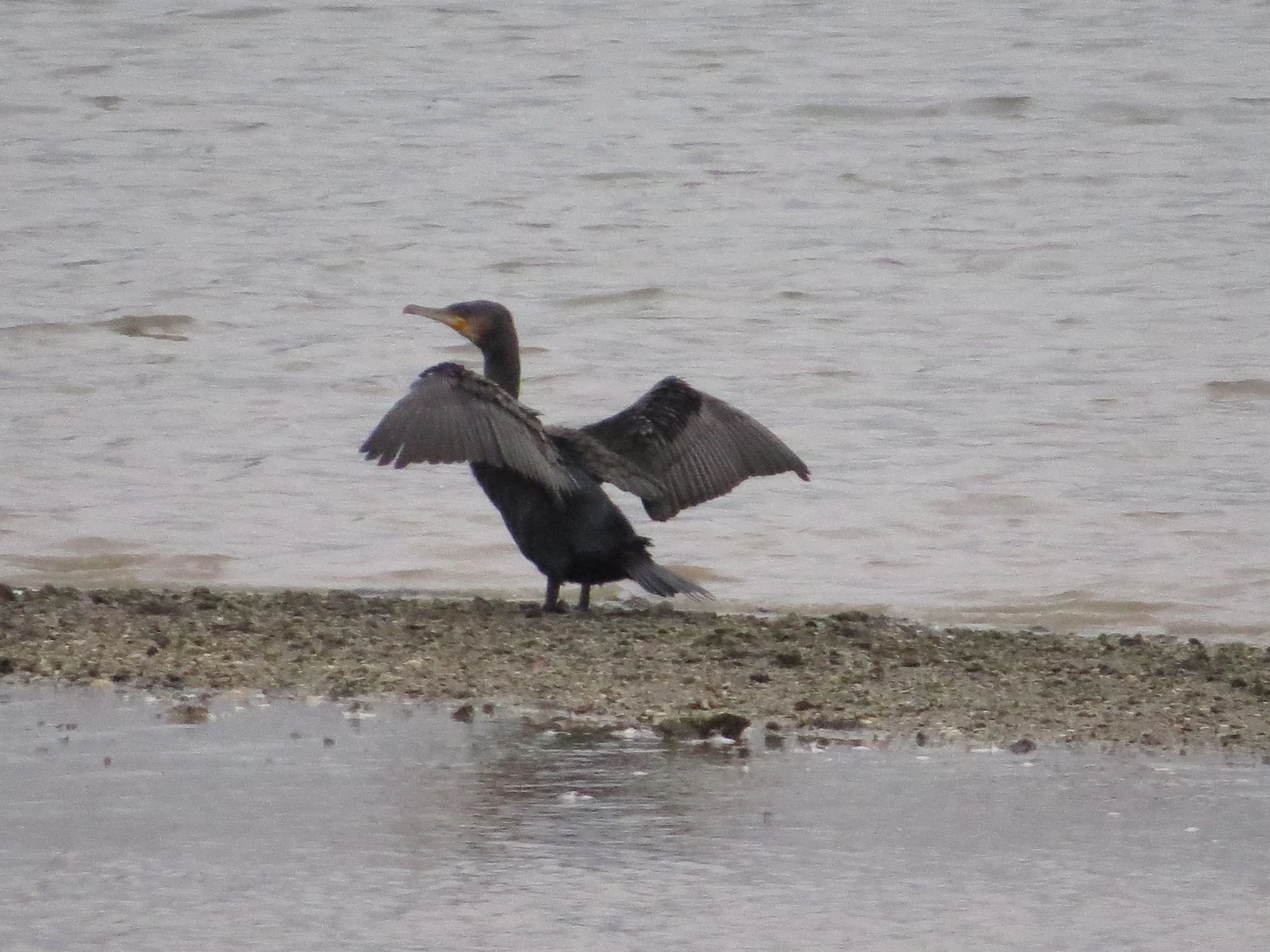 Great Cormorant — photo by Adam Prugel-Bennett