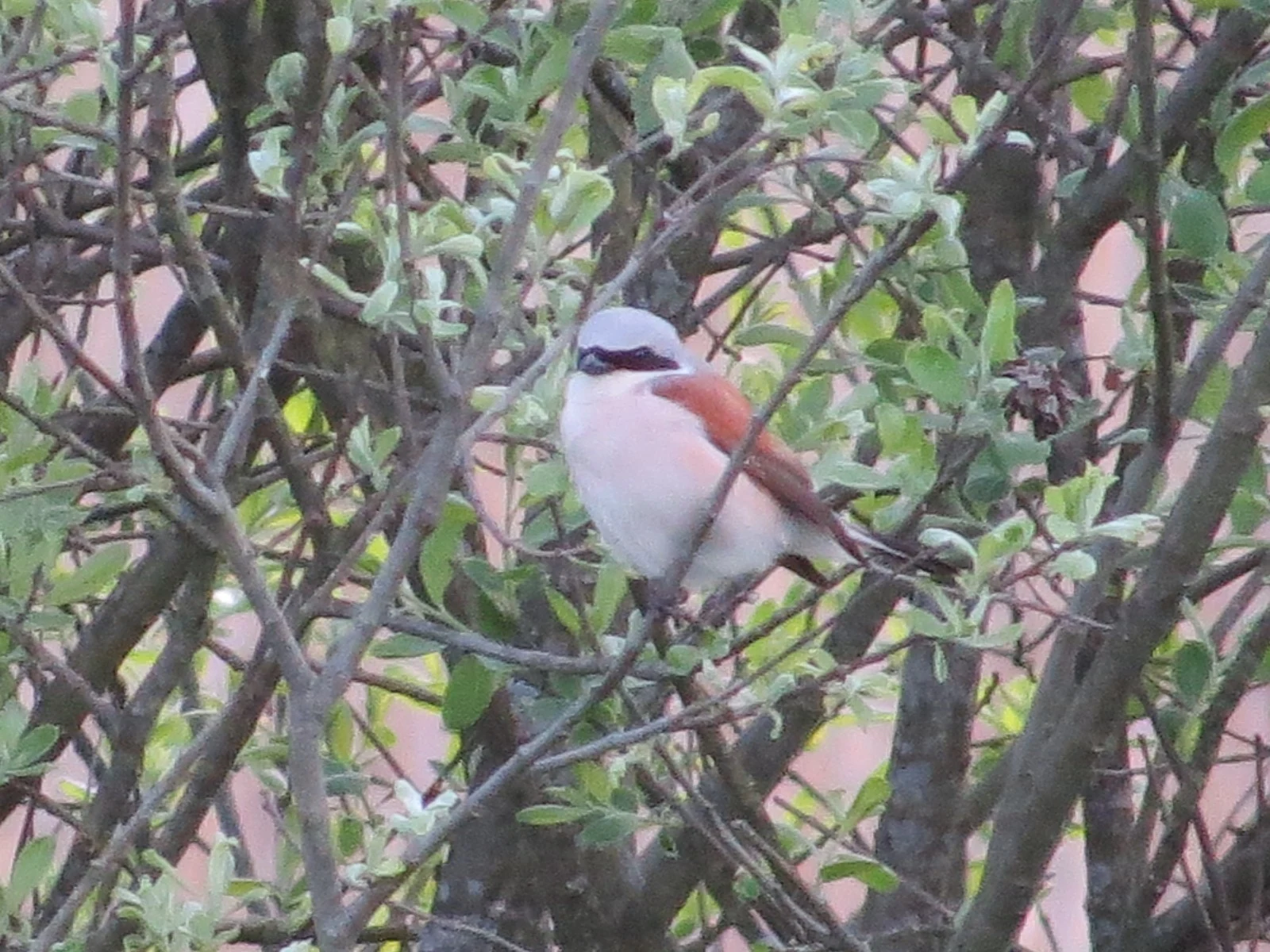 Red-backed Shrike, Poland — photo by Adam Prugel-Bennett