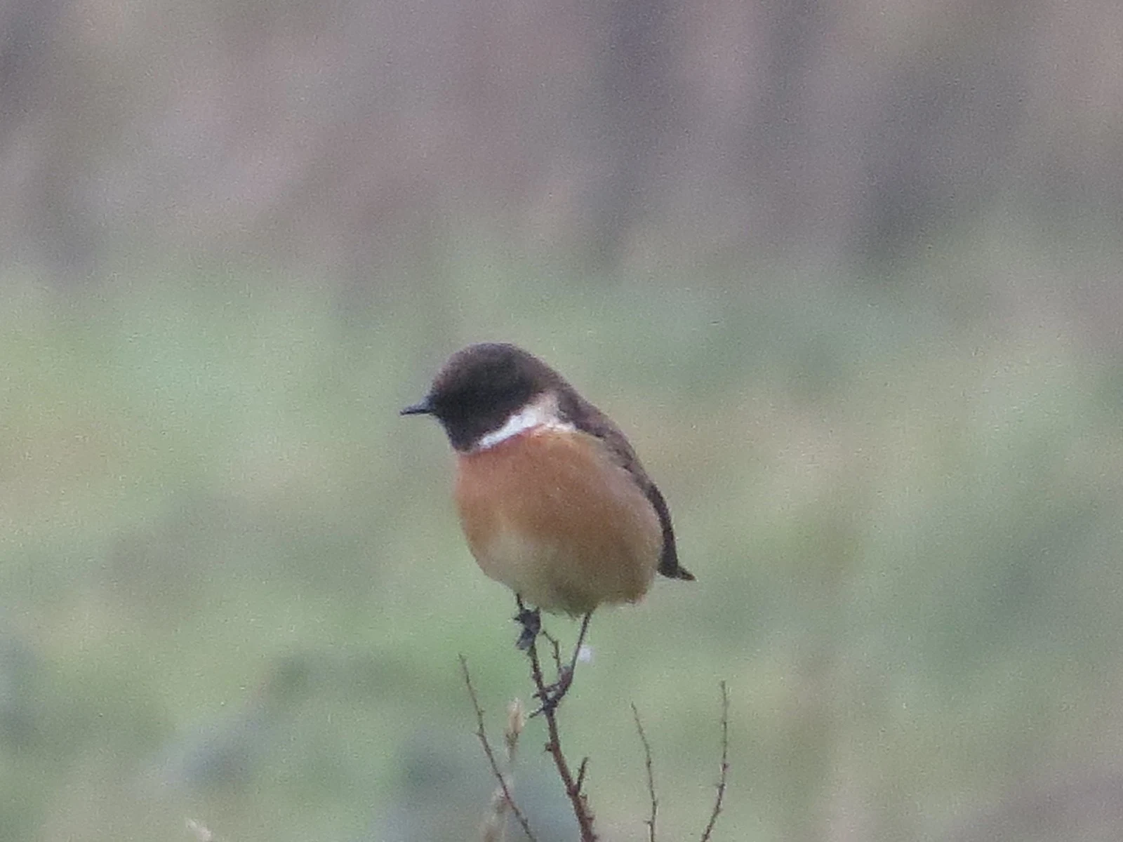 European Stonechat — photo by Adam Prugel-Bennett
