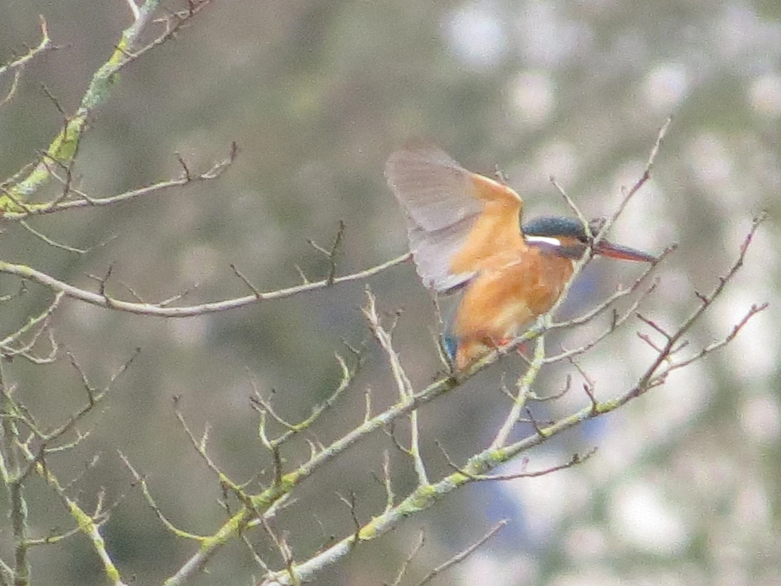 Common Kingfisher — photo by Adam Prugel-Bennett