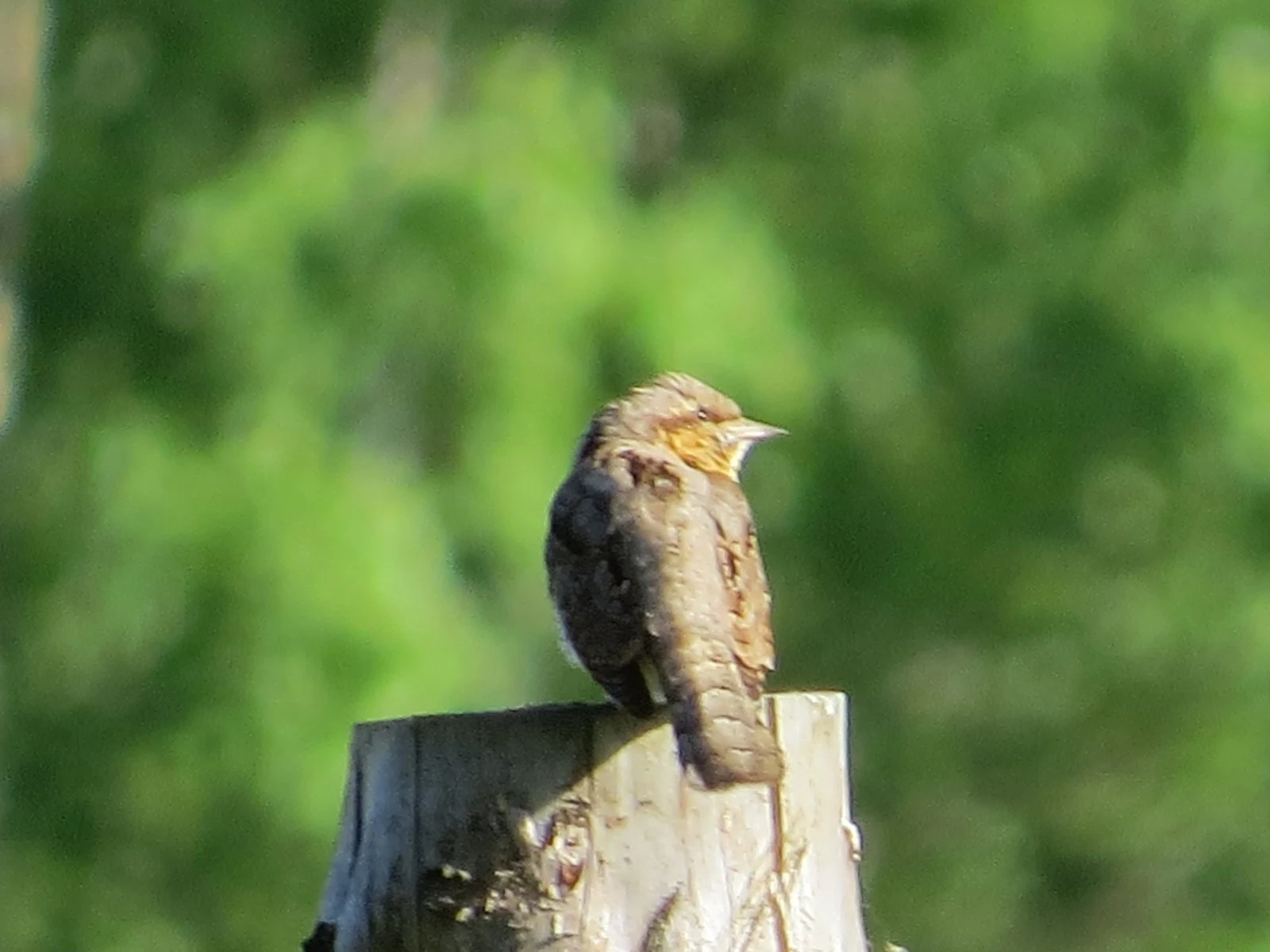 Eurasian Wryneck, Poland — photo by Adam Prugel-Bennett