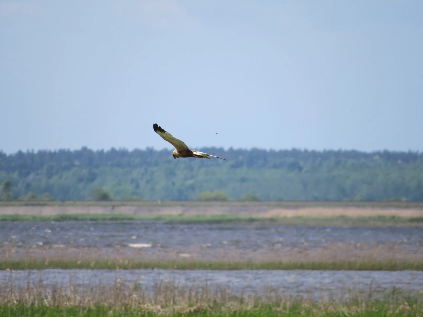 Western Marsh Harrier, Poland — photo by Adam Prugel-Bennett