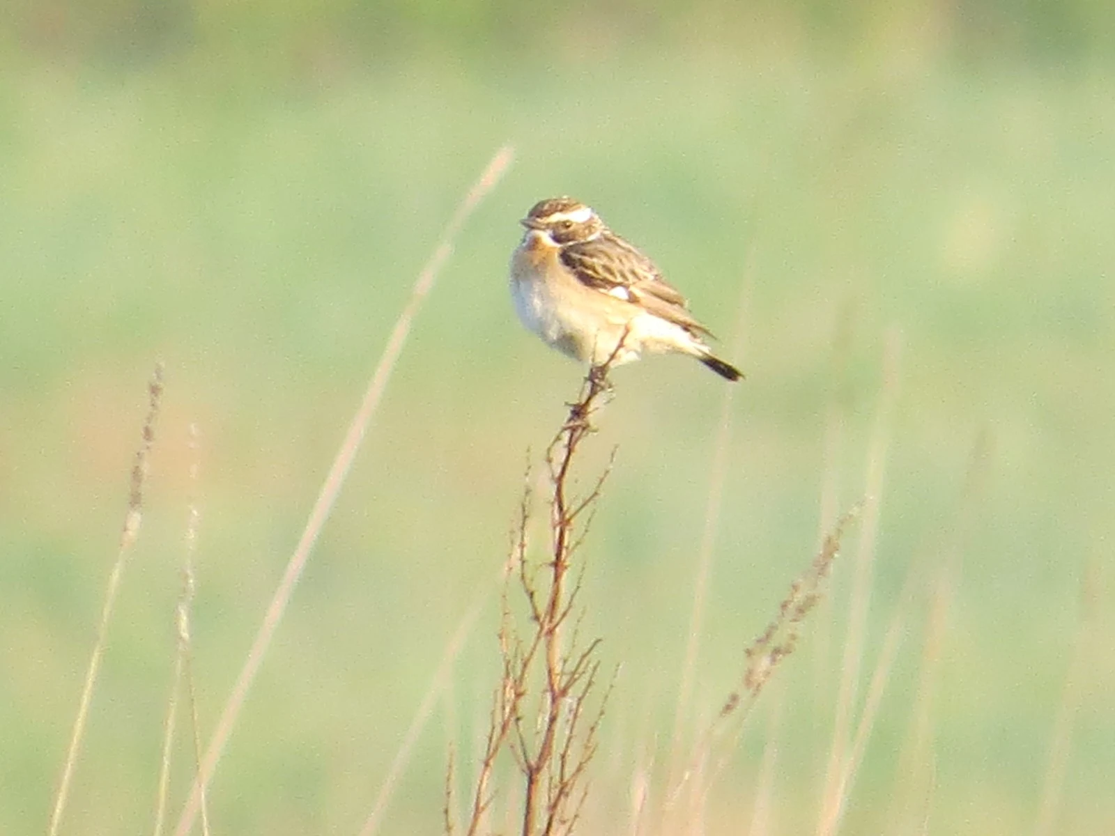 Whinchat, Poland — photo by Adam Prugel-Bennett