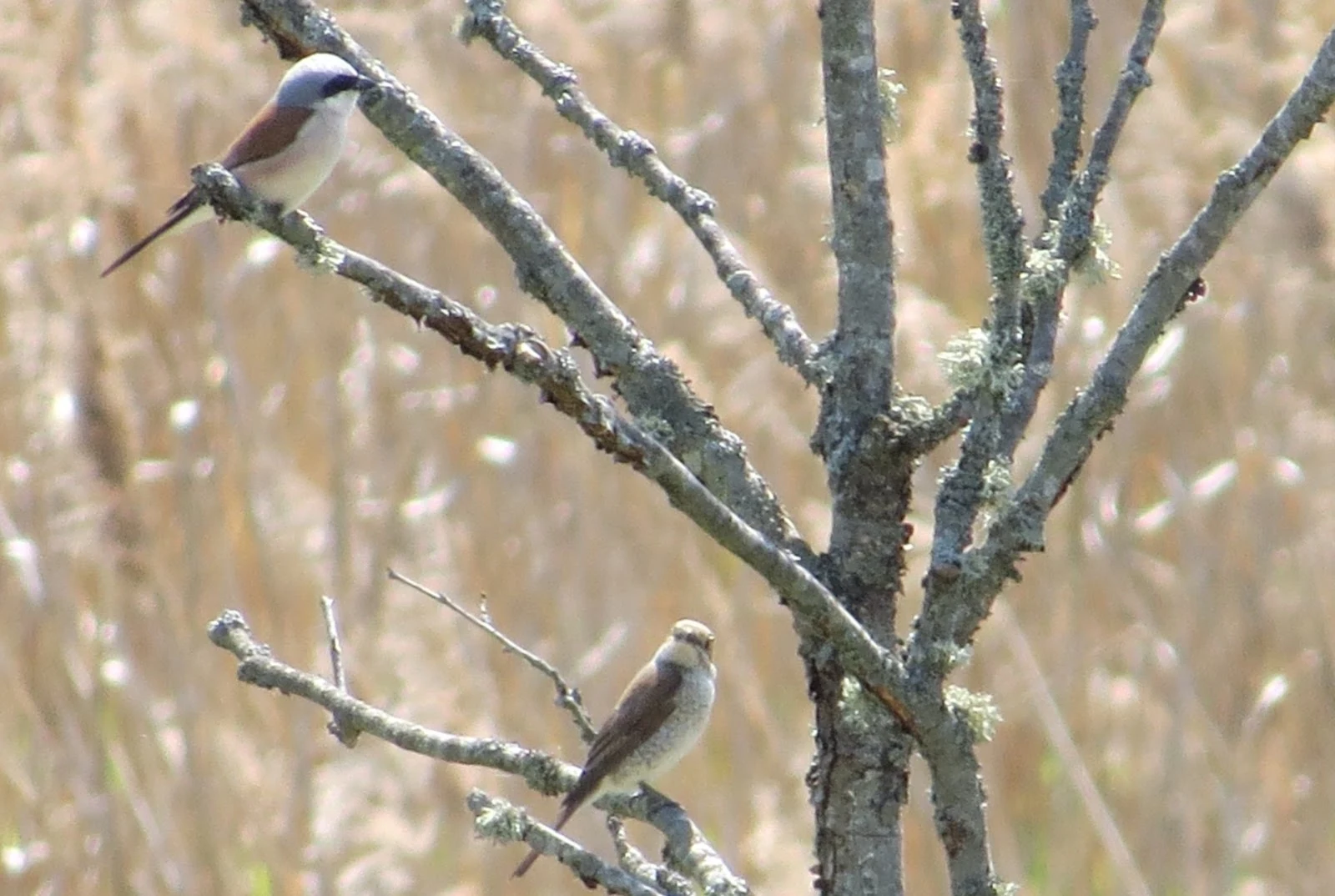 Red-backed Shrike pair, Poland — photo by Adam Prugel-Bennett