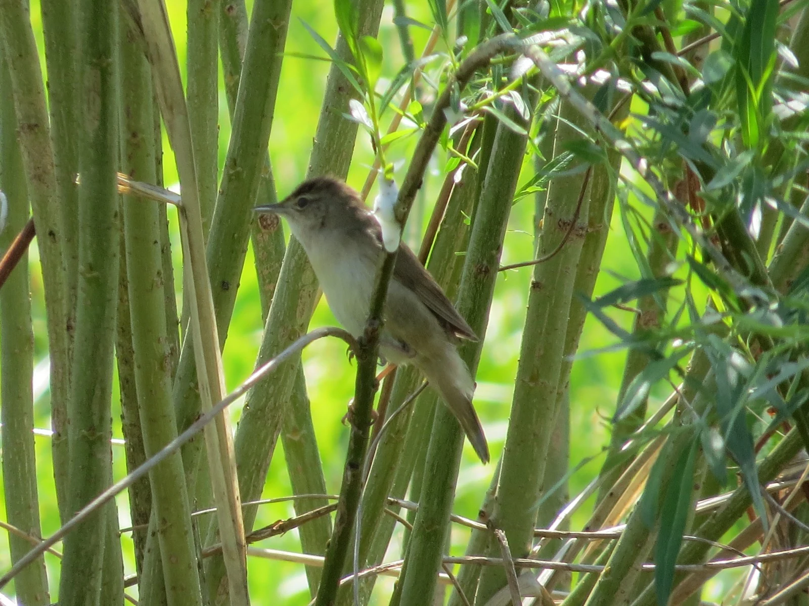 Savi's Warbler, Poland — photo by Adam Prugel-Bennett