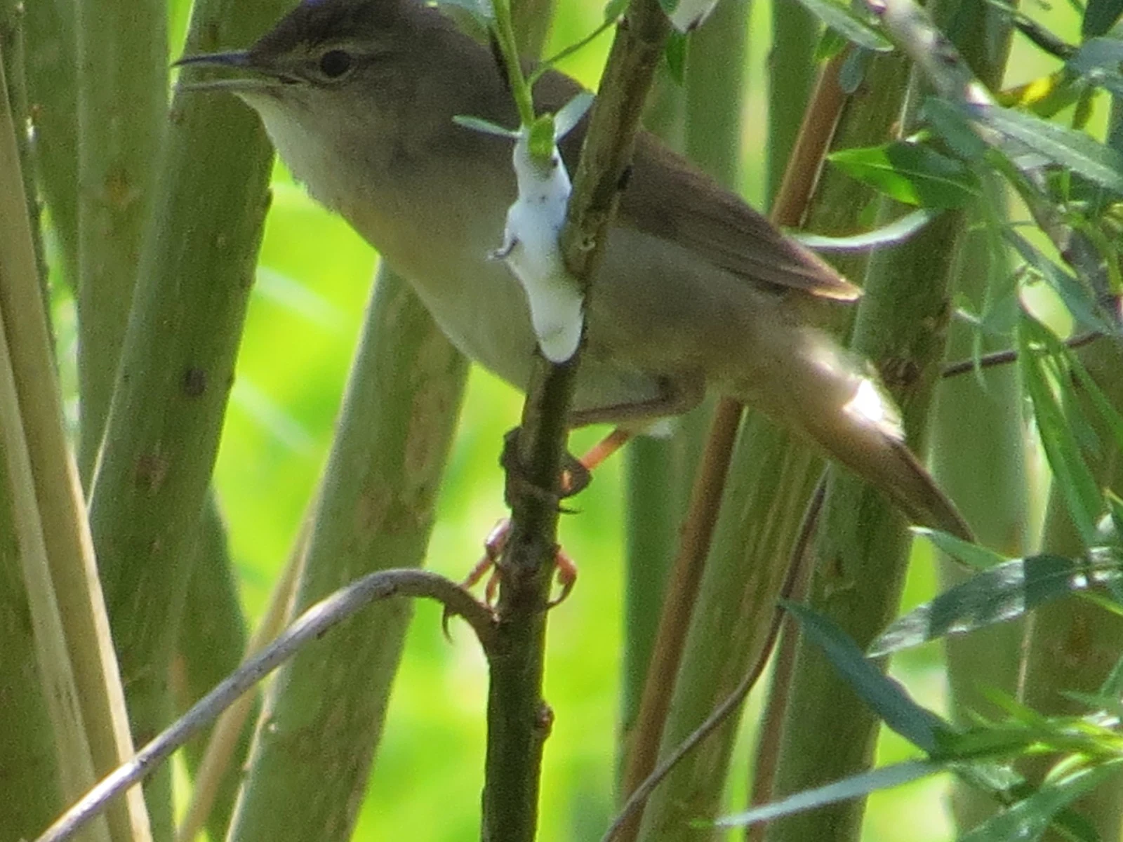 Marsh Warbler, Poland — photo by Adam Prugel-Bennett