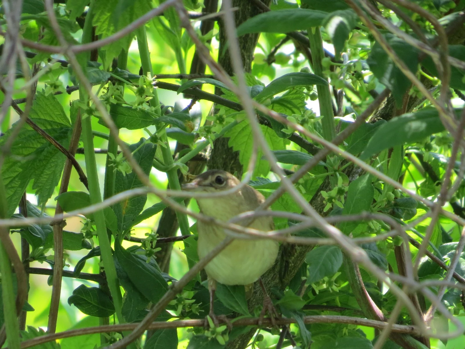 Icterine Warbler, Poland — photo by Adam Prugel-Bennett