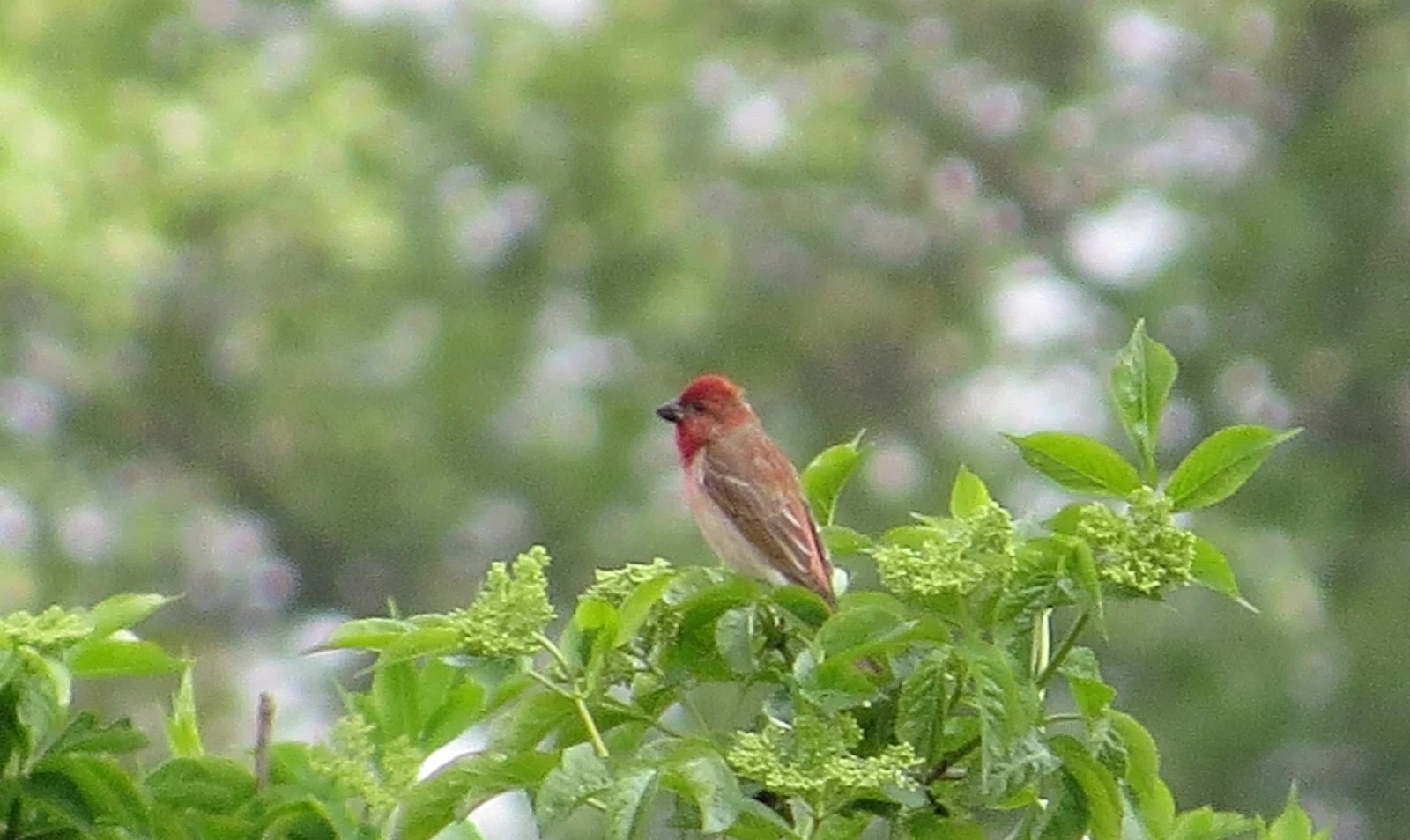 Common Rosefinch, Poland — photo by Adam Prugel-Bennett