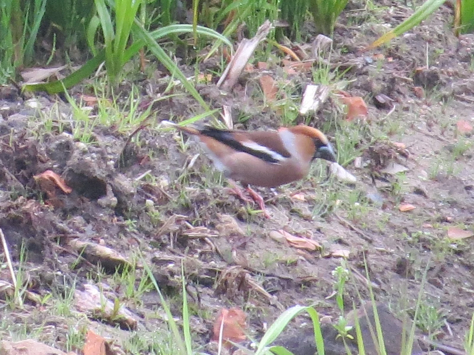 Hawfinch, Poland — photo by Adam Prugel-Bennett