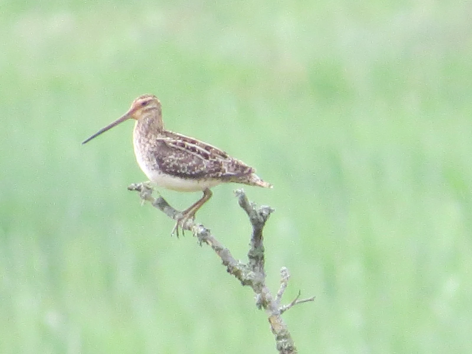 Common snipe, Poland — photo by Adam Prugel-Bennett