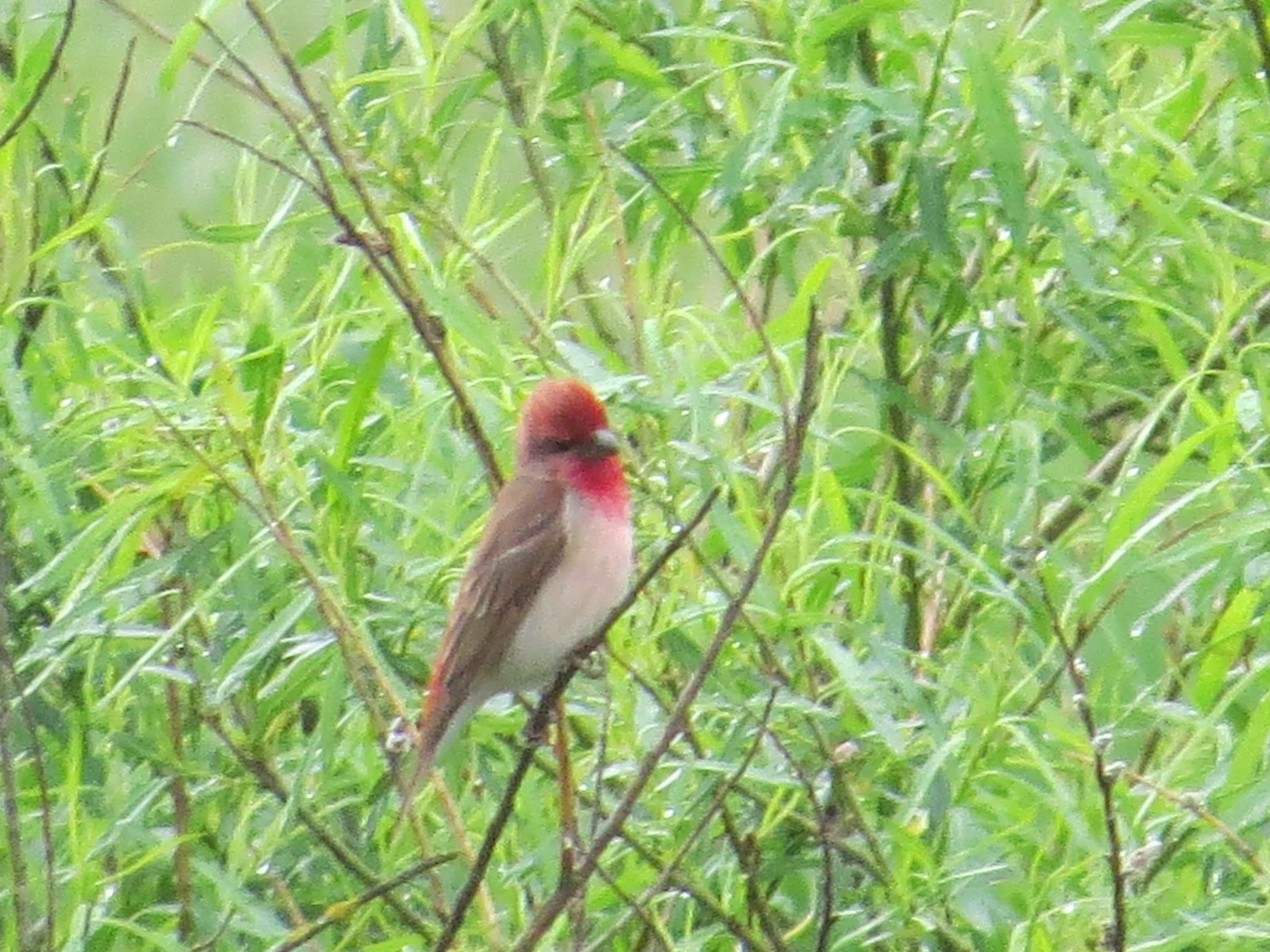 Common Rosefinch, Poland — photo by Adam Prugel-Bennett