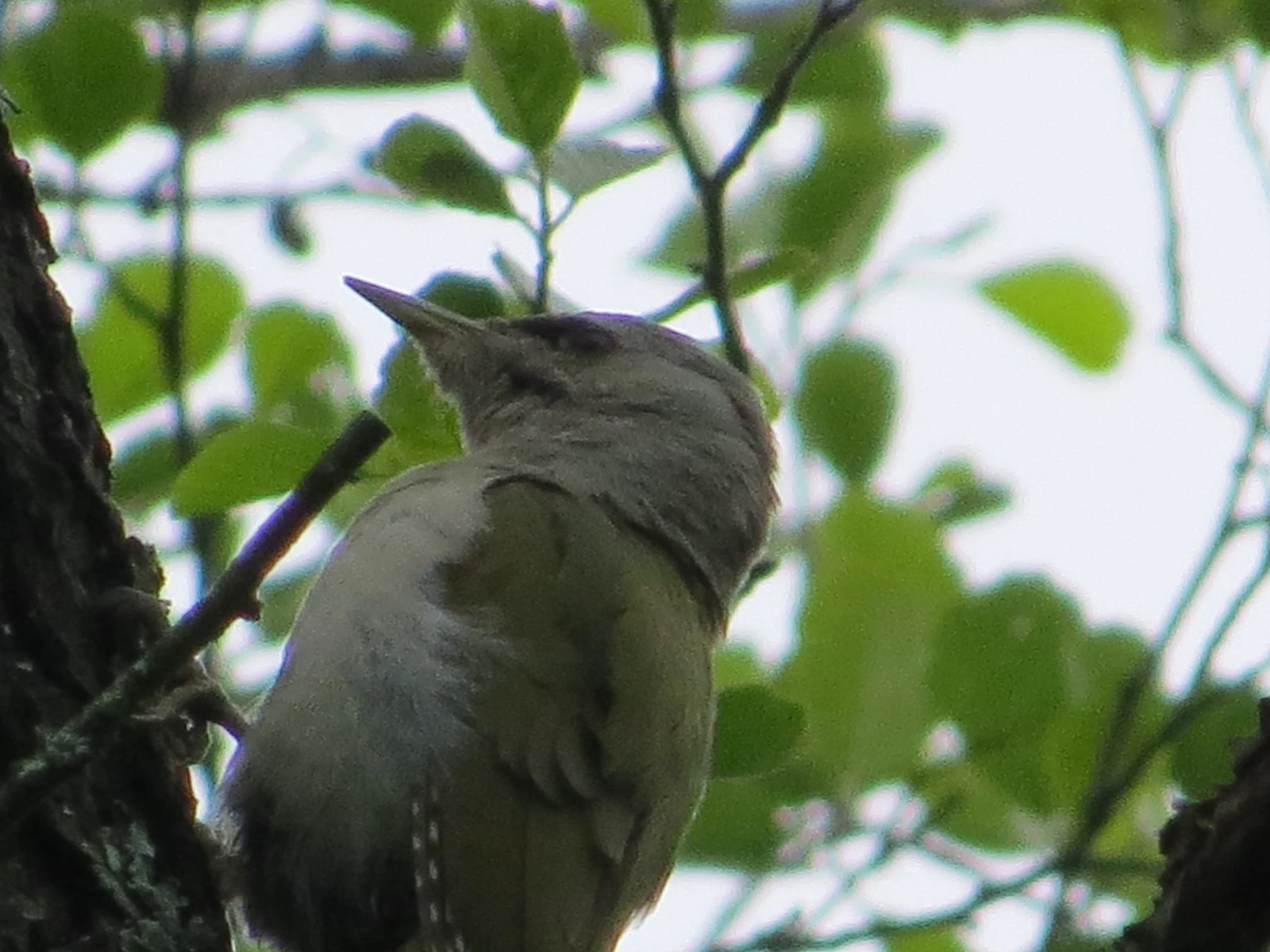 Grey-headed Woodpecker, Poland — photo by Adam Prugel-Bennett