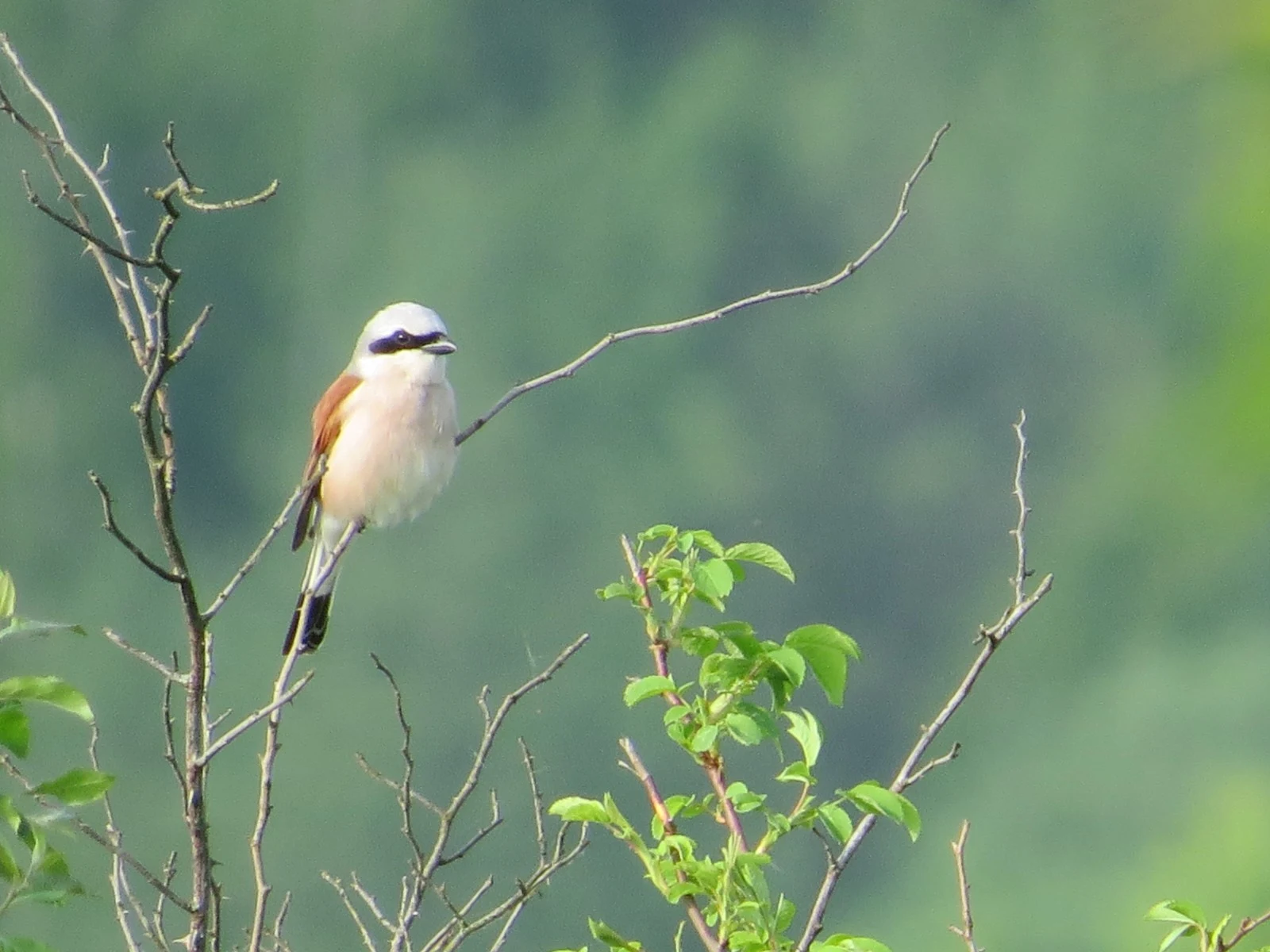 Red-backed Shrike, Poland — photo by Adam Prugel-Bennett