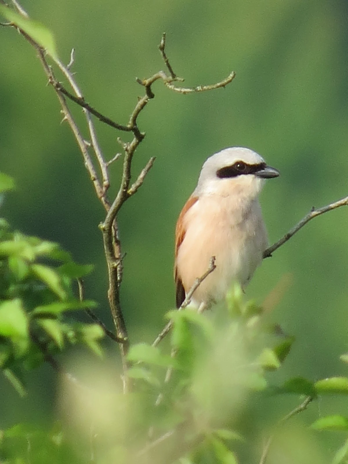 Red-backed Shrike, Poland — photo by Adam Prugel-Bennett
