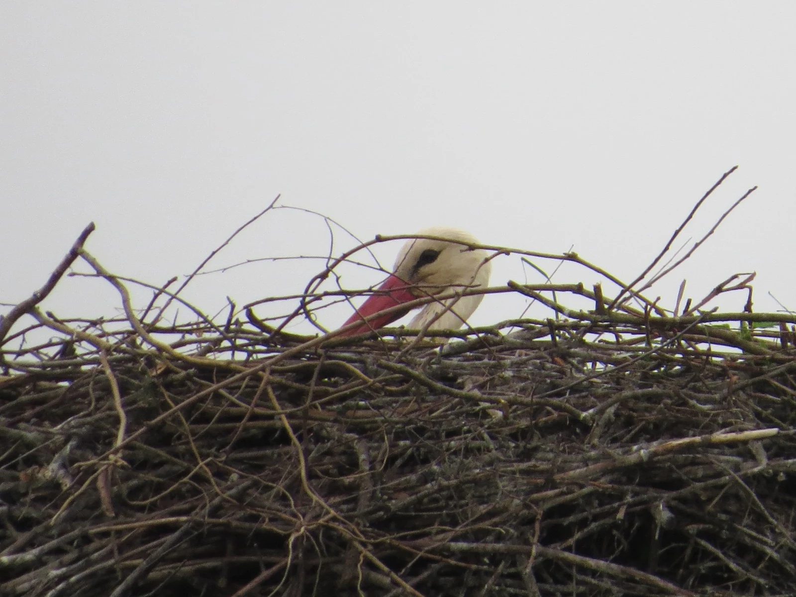 White Stork in nest, Poland — photo by Adam Prugel-Bennett