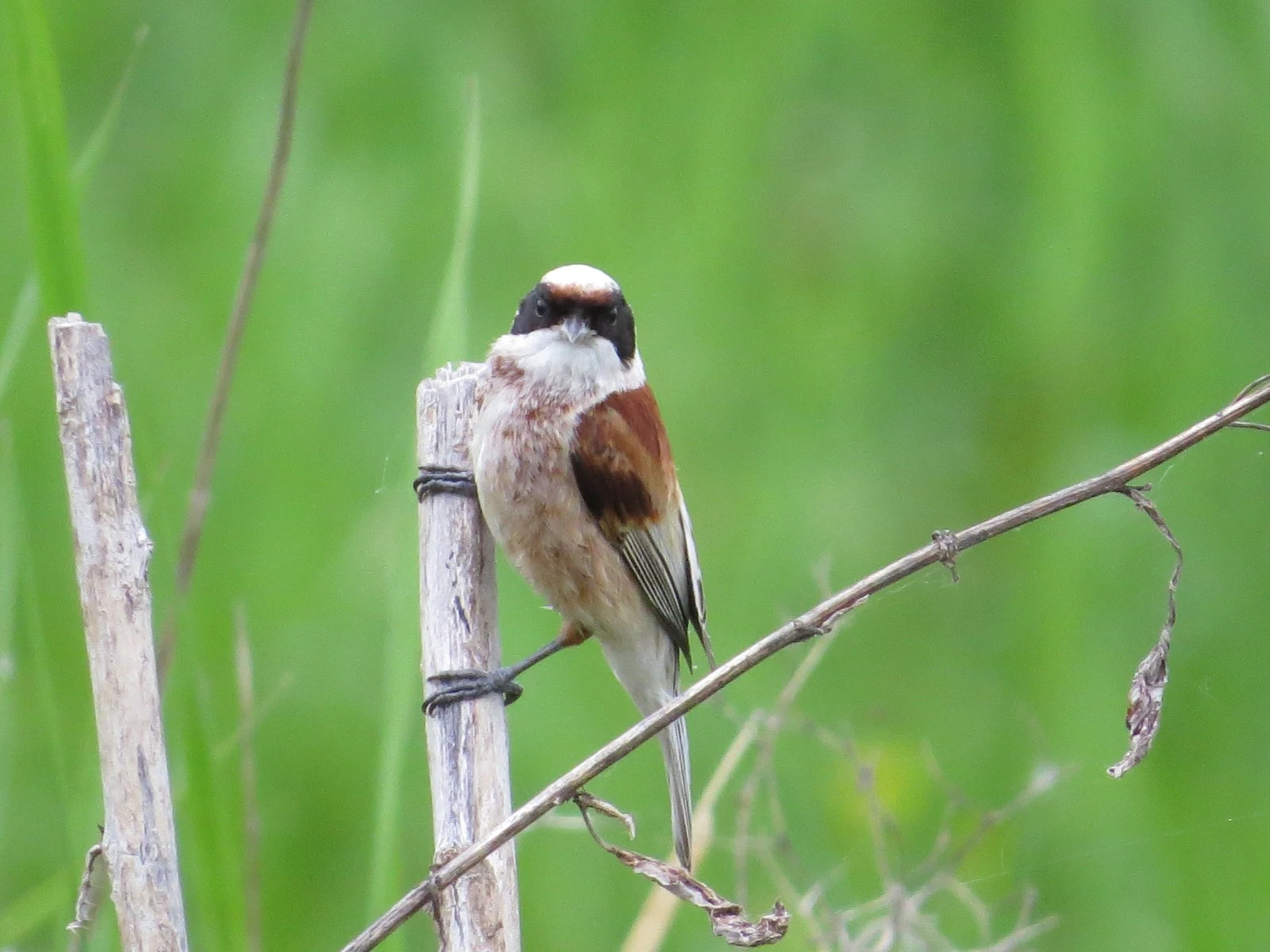 Eurasian Penduline Tit, Poland — photo by Adam Prugel-Bennett